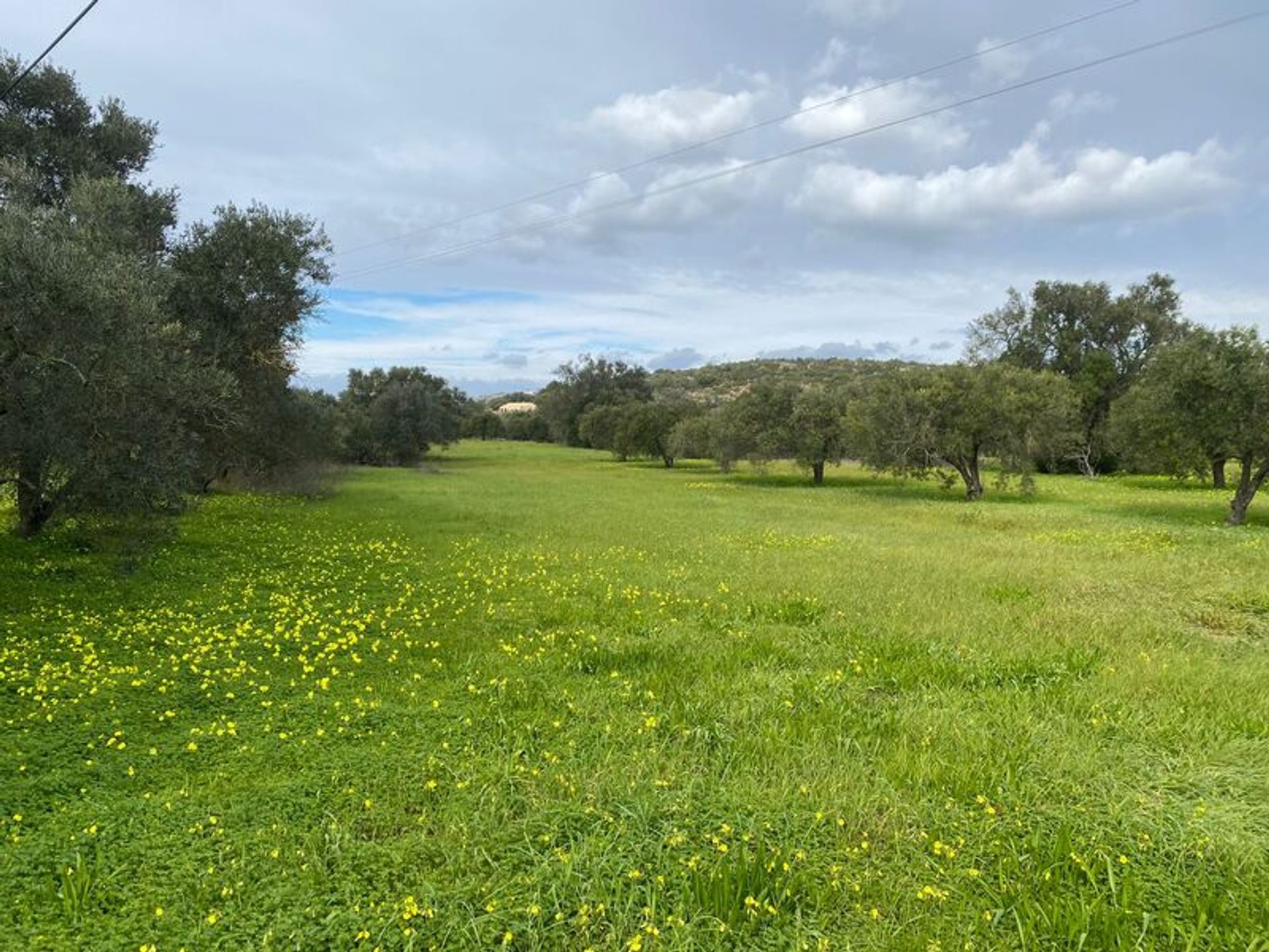 Tanah dalam São Brás de Alportel, Faro District 11490162