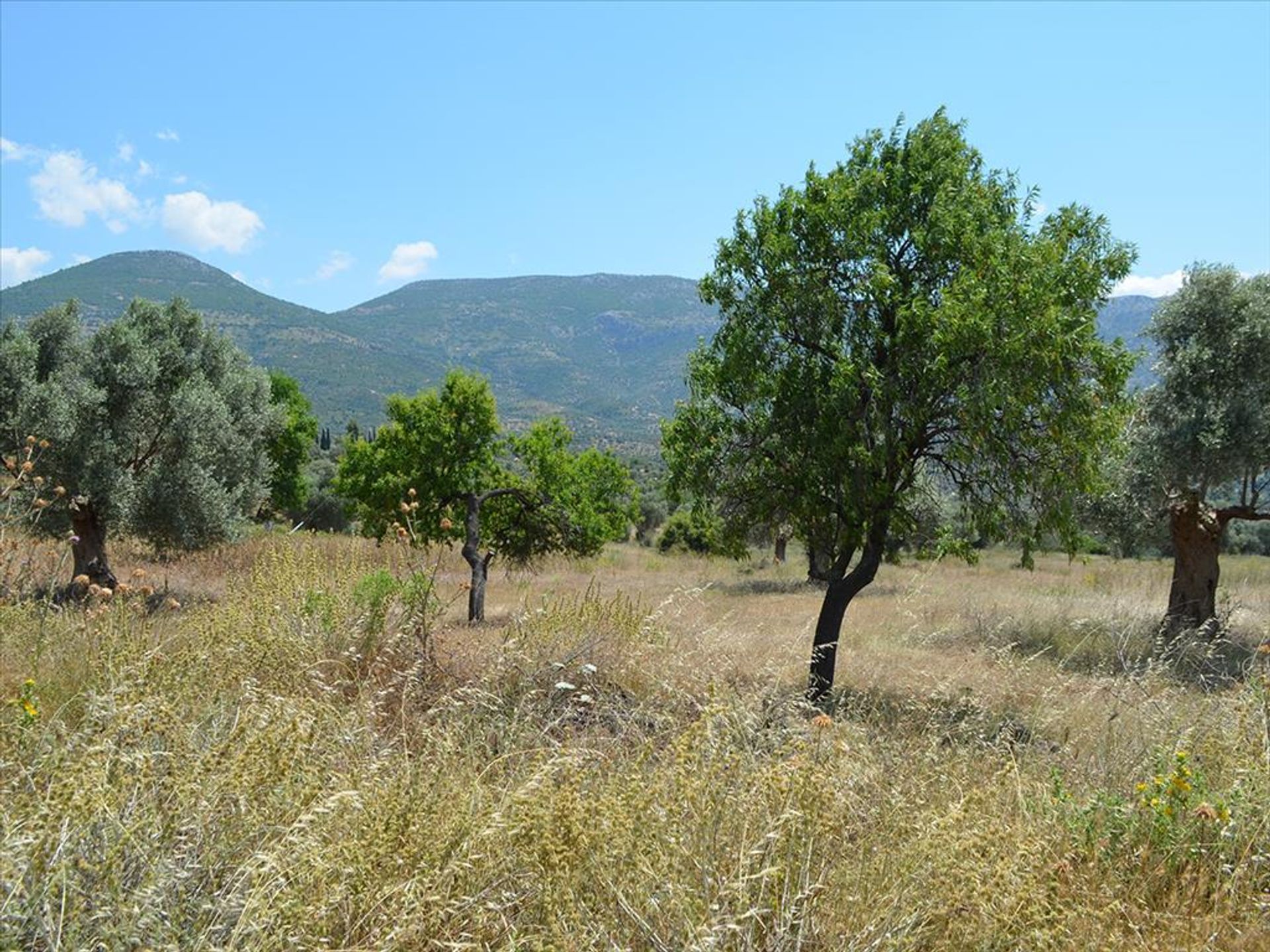 Γη σε Αμάρυνθος, Στερεά Ελλάδα 11493702