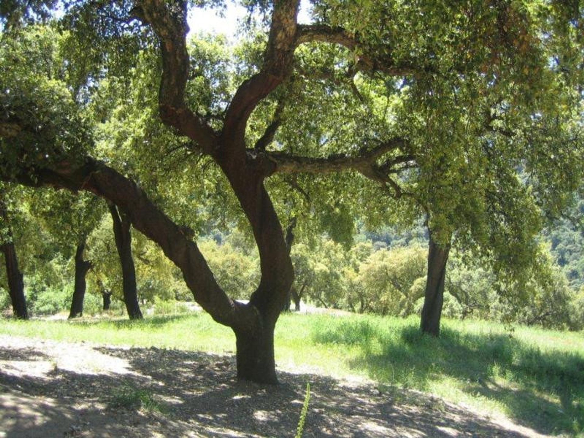 Terre dans Ronda, Andalucía 11495136