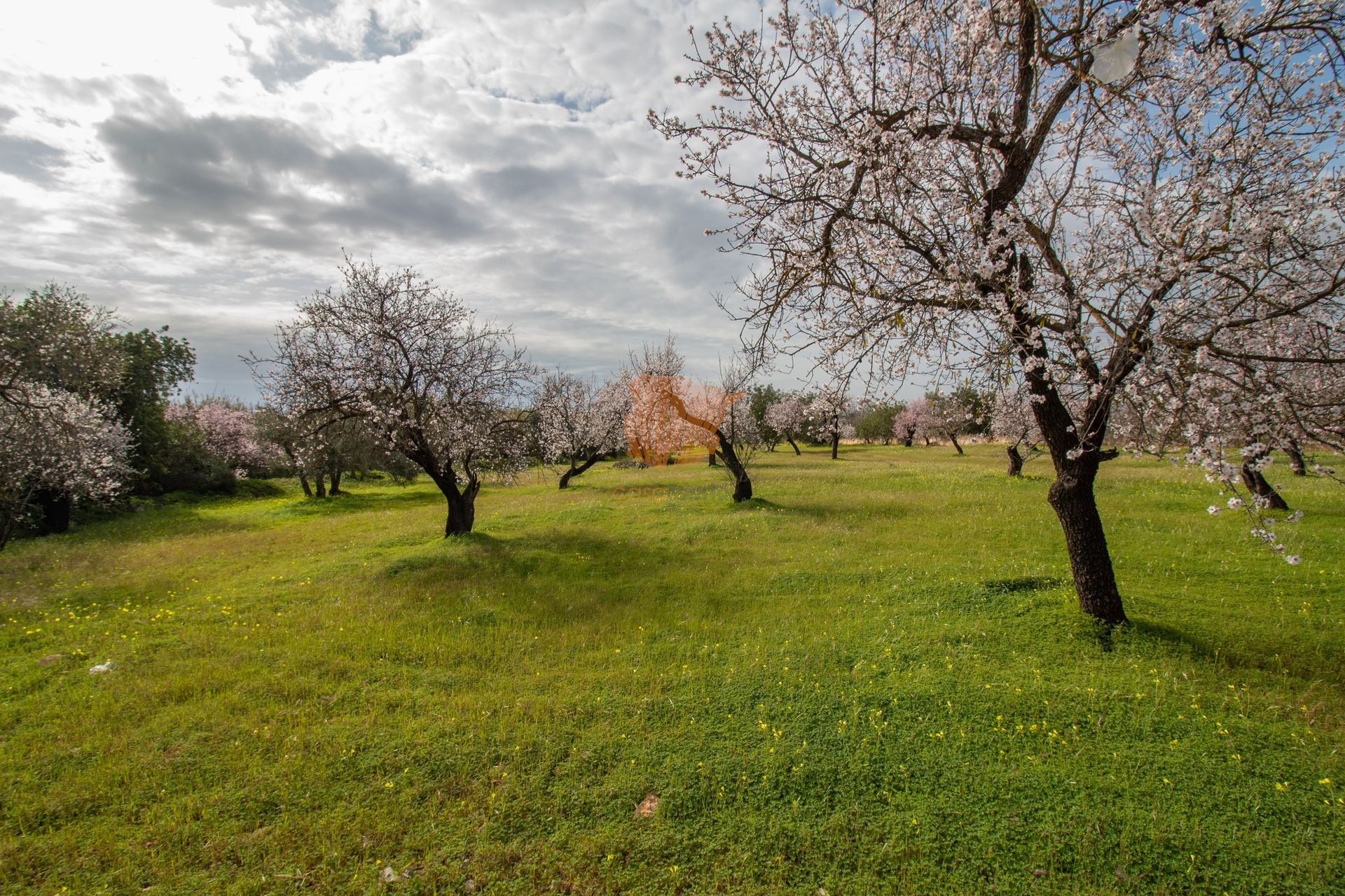 الأرض في , Faro District 11496015