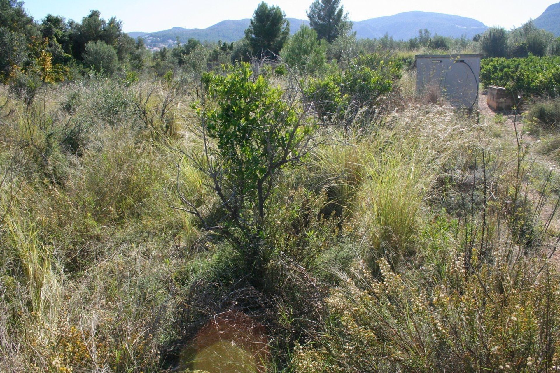 Terra no , Comunidad Valenciana 11497731