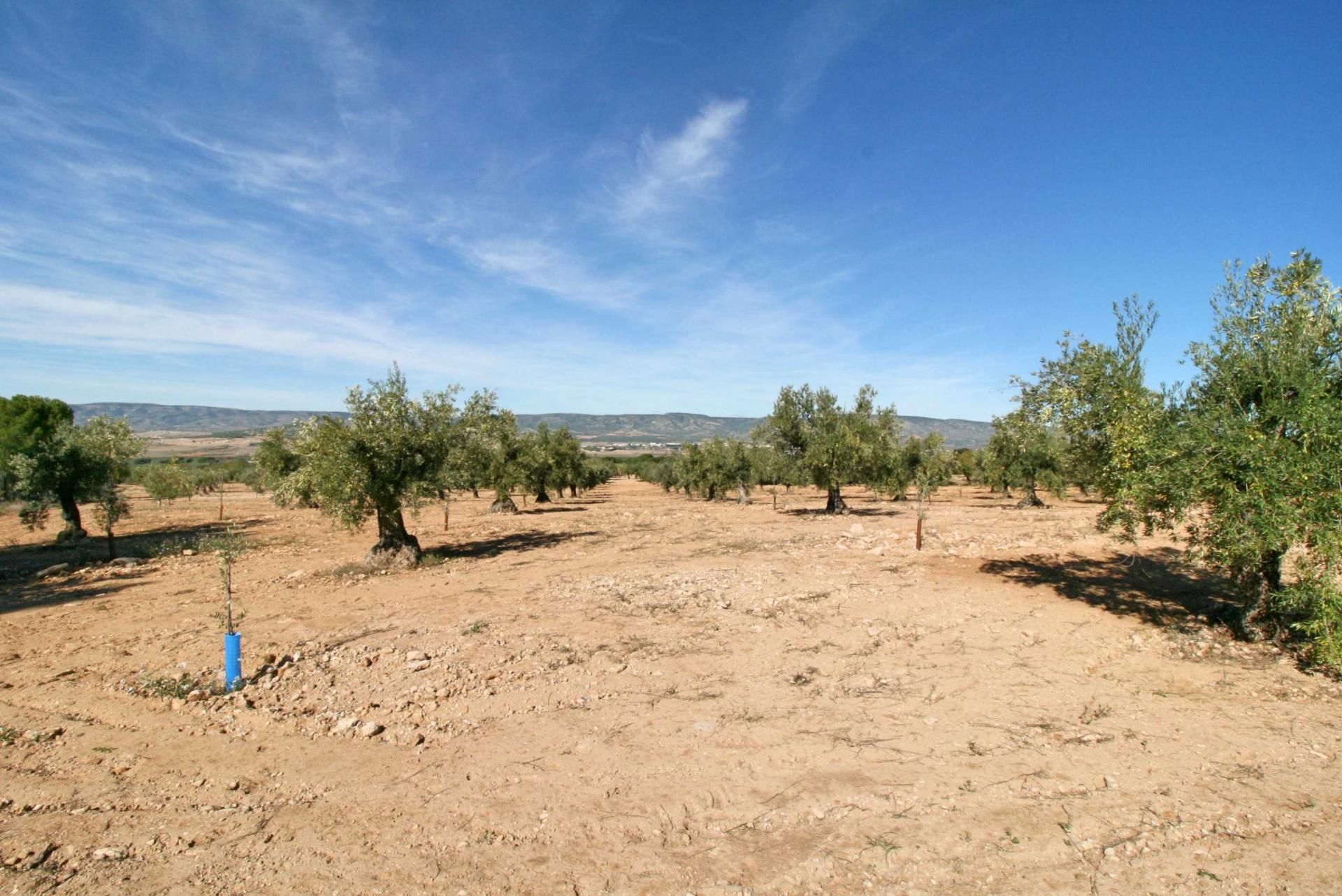 Land in Biar, Comunidad Valenciana 11499586