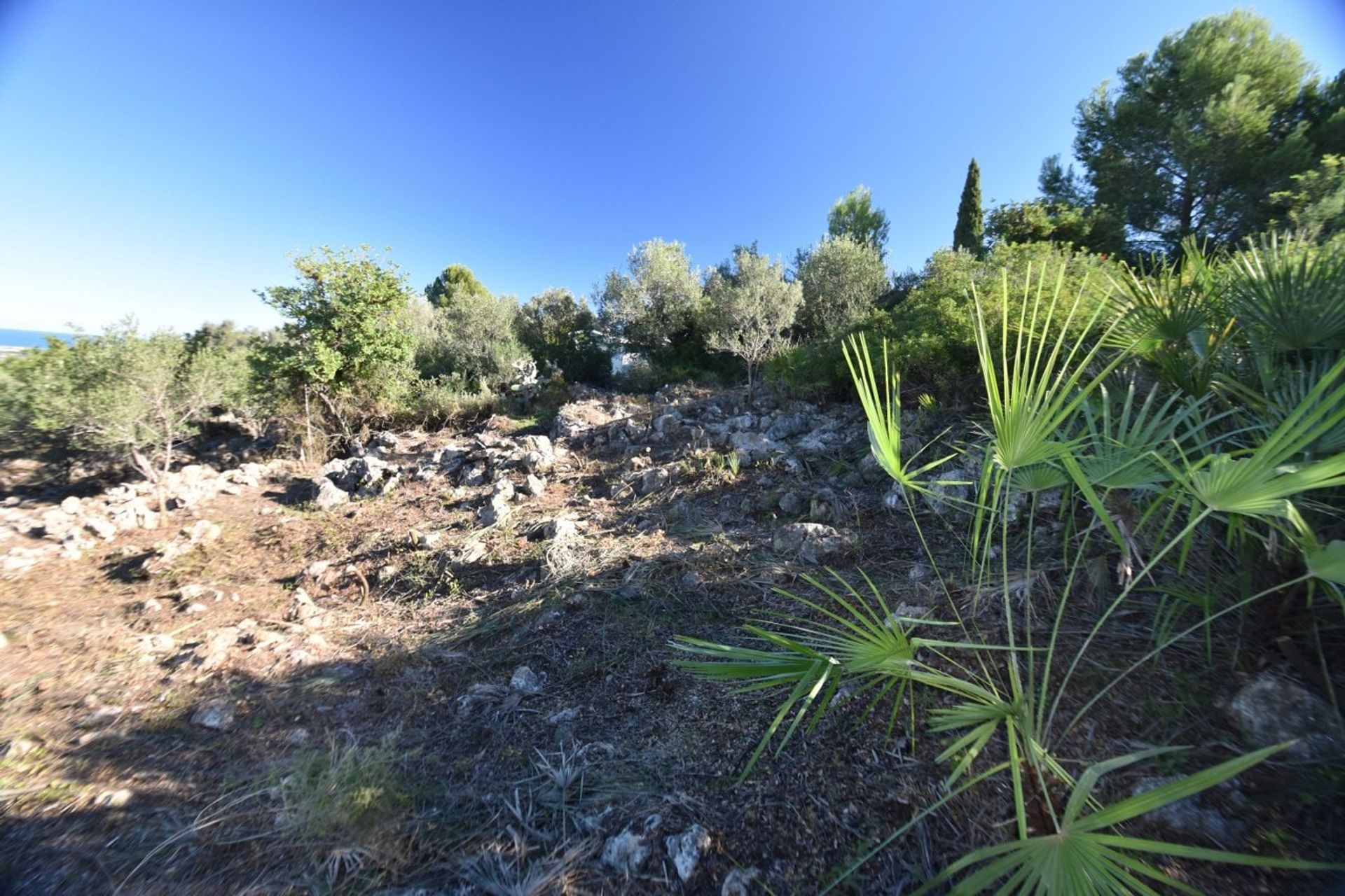 Terra no Pego, Comunidad Valenciana 11499638