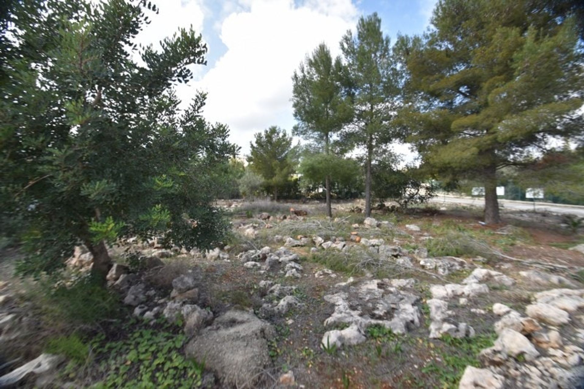 Land in Pego, Comunidad Valenciana 11500087