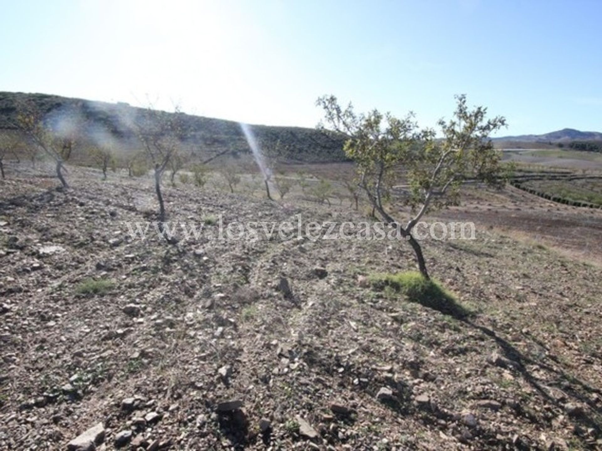 Tierra en Vélez-Rubio, Andalucía 11500468