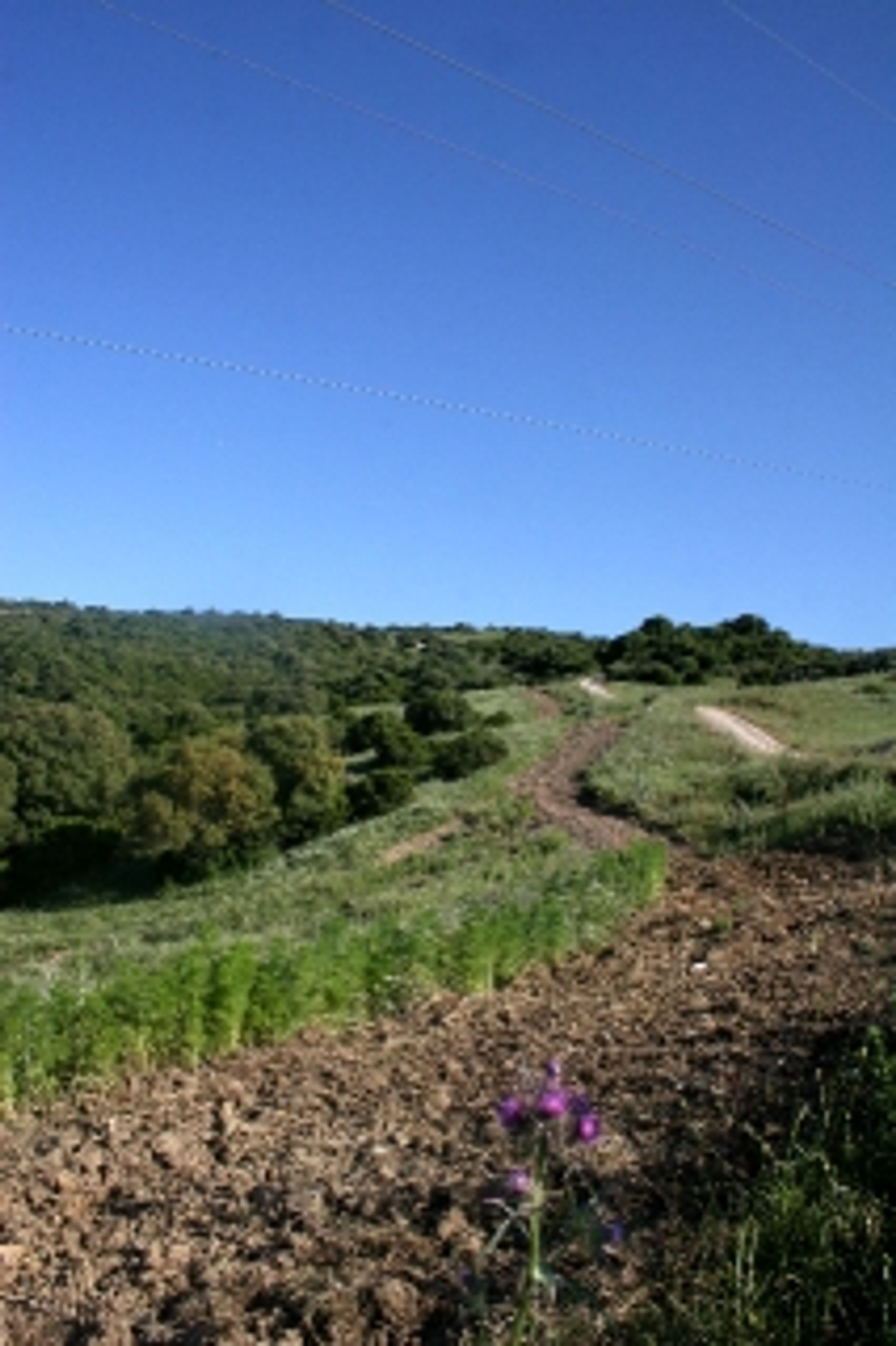 Jord i Guadiaro, Andalusien 11501033