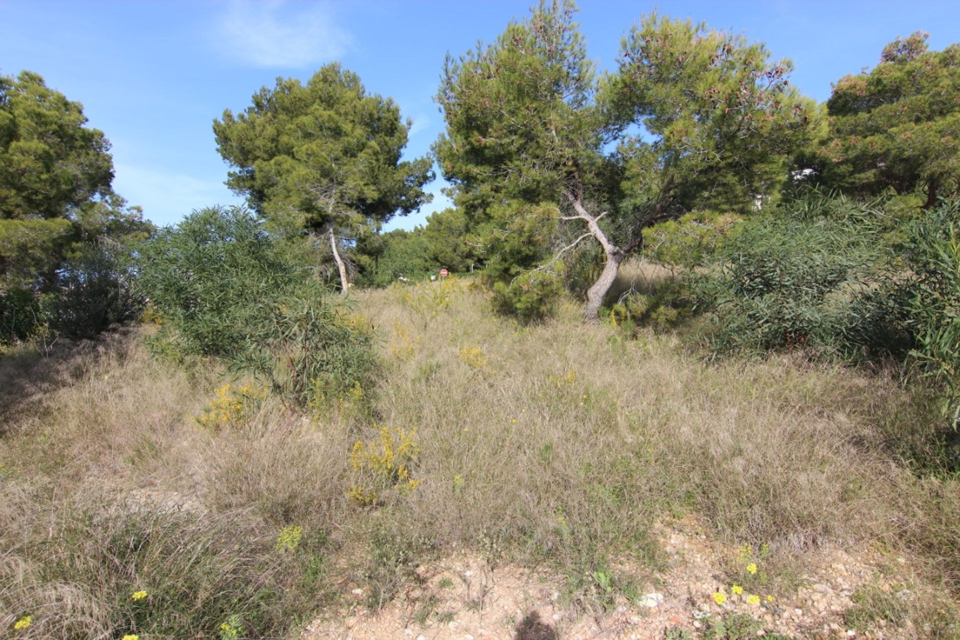 Sbarcare nel Dénia, Comunidad Valenciana 11501353