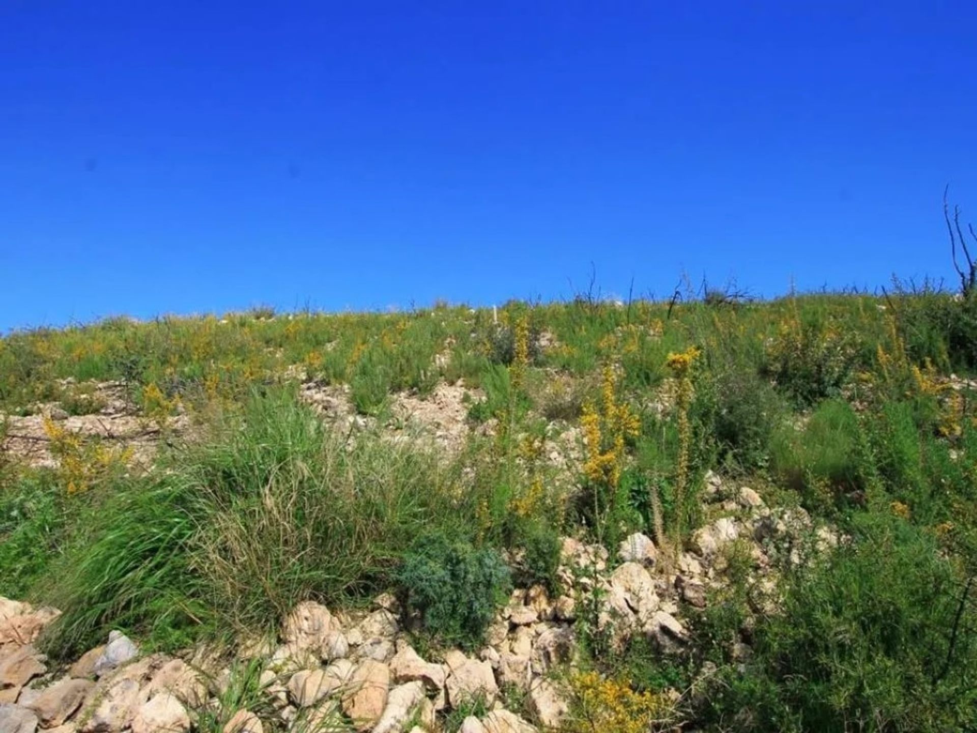 Tierra en Dénia, Valencia 11501396