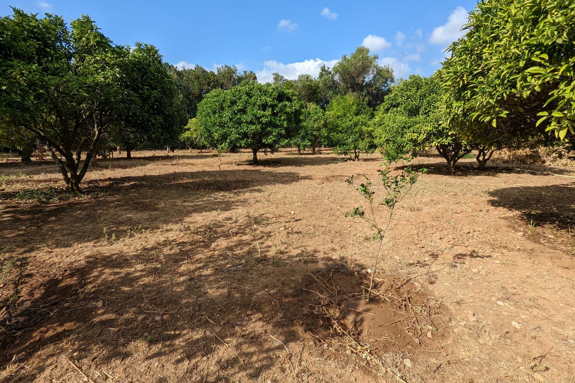 Land im Dénia, Valencia 11501654