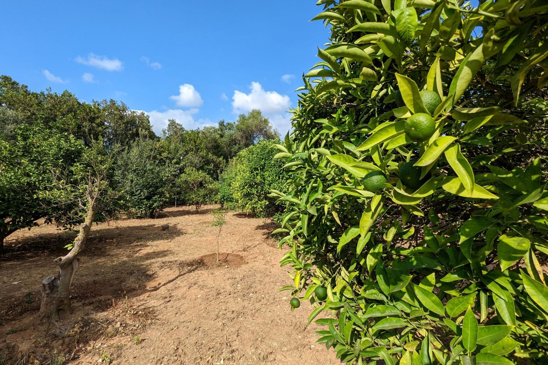 Terra no Dénia, Valência 11501654