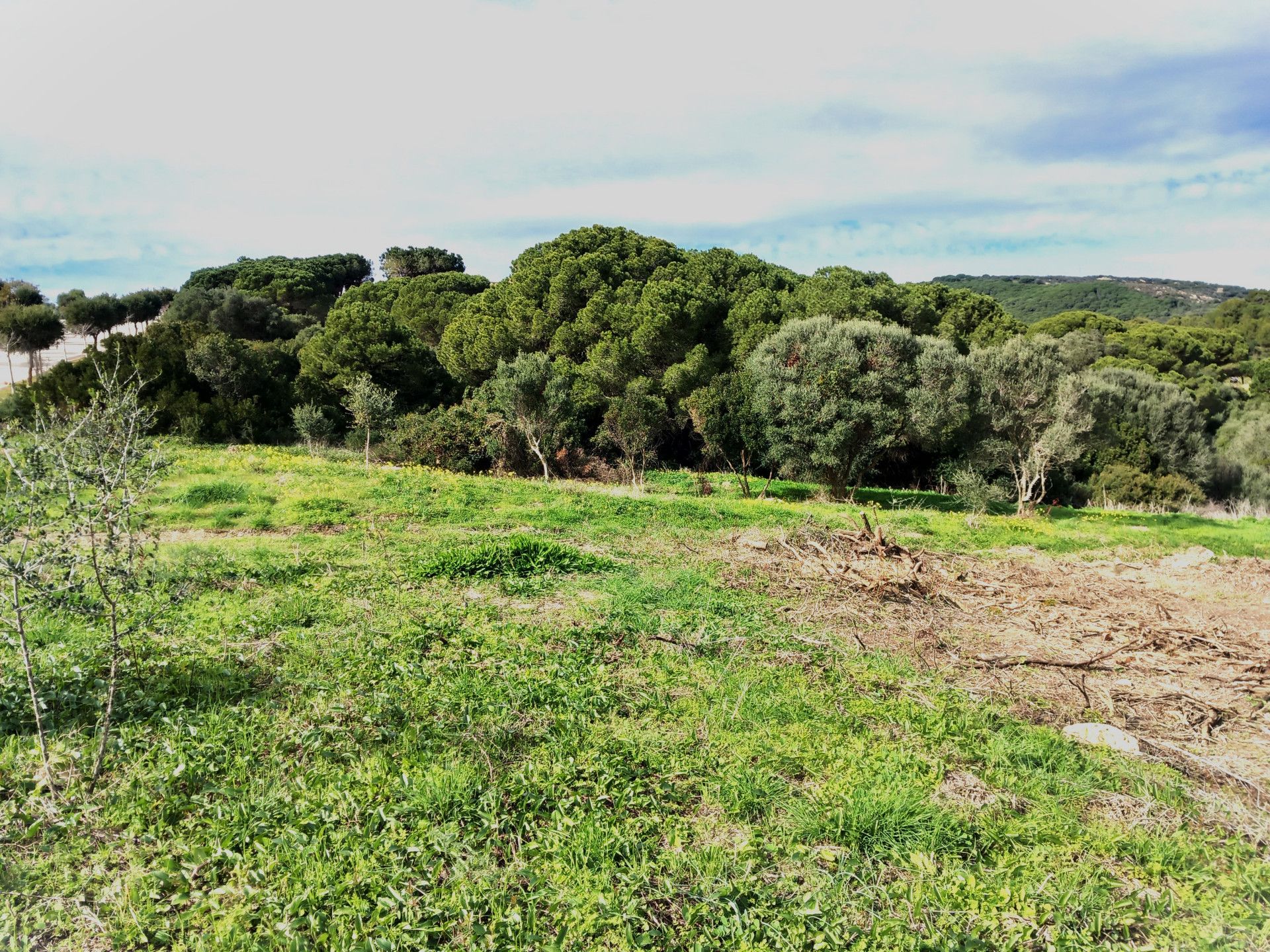 Maa sisään Guadiaro, Andalusia 11503856