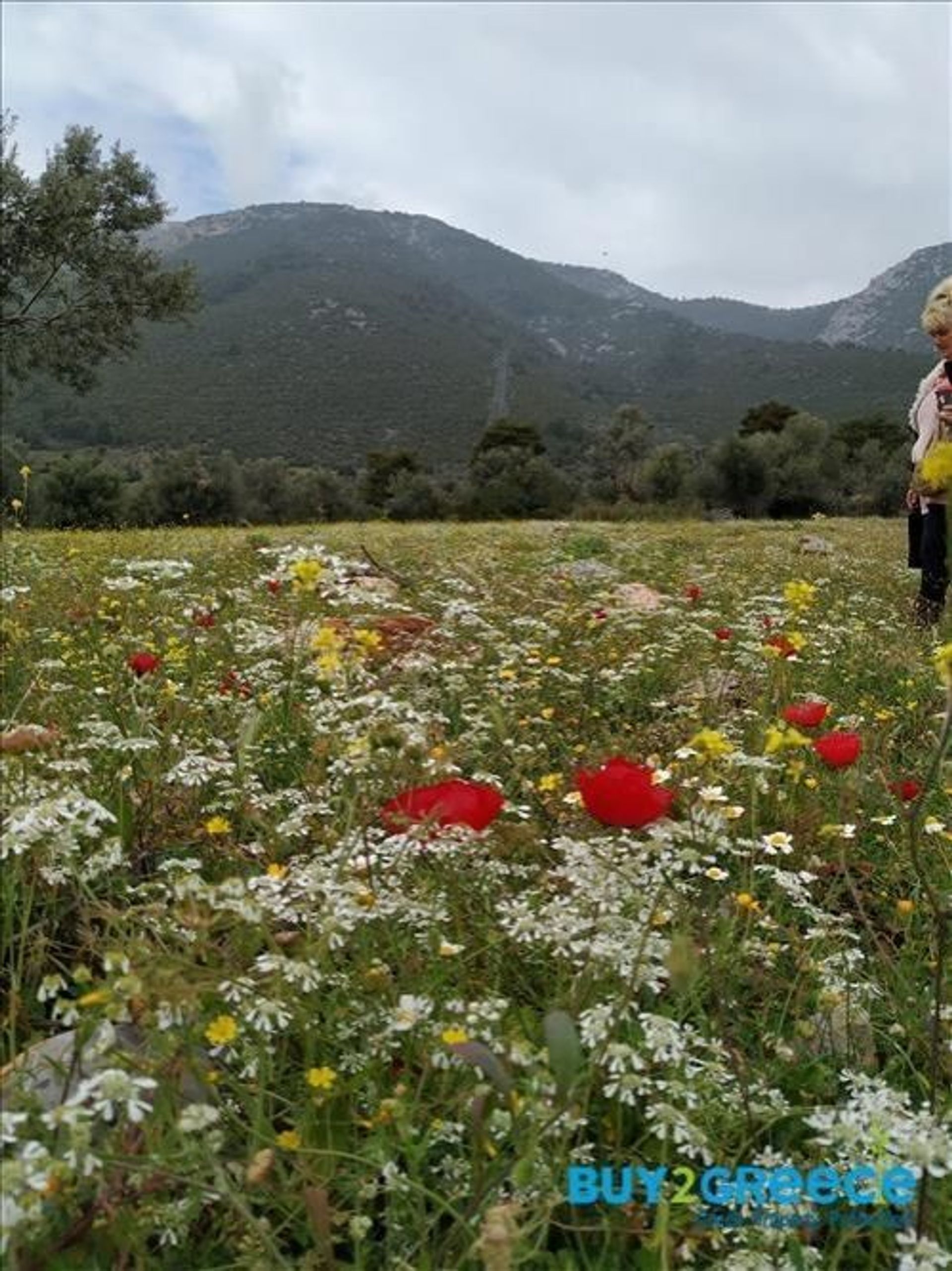 Γη σε Αμάρυνθος, Στερεά Ελλάδα 11506382