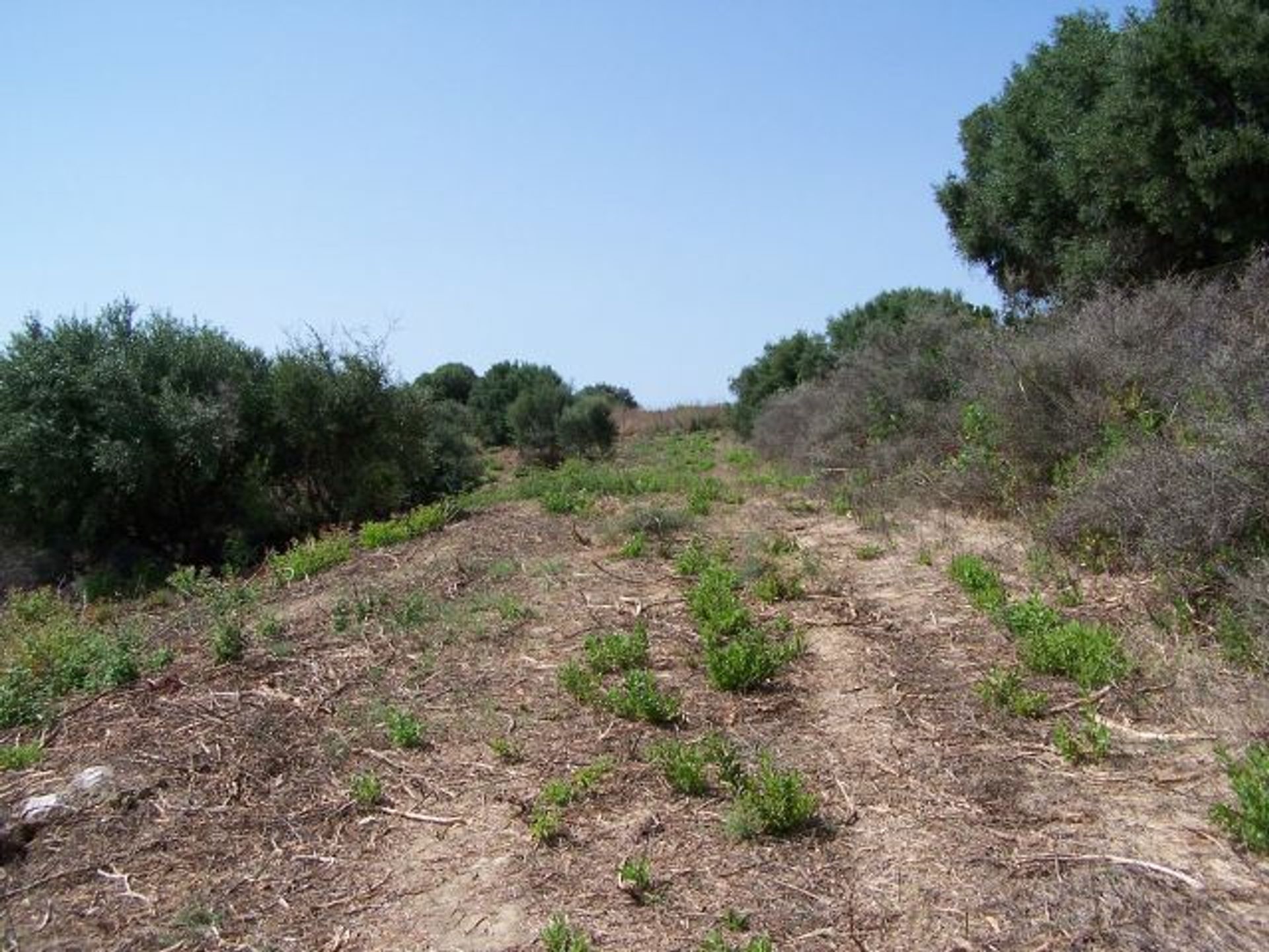 Terre dans Guadiaro, Andalousie 11508726