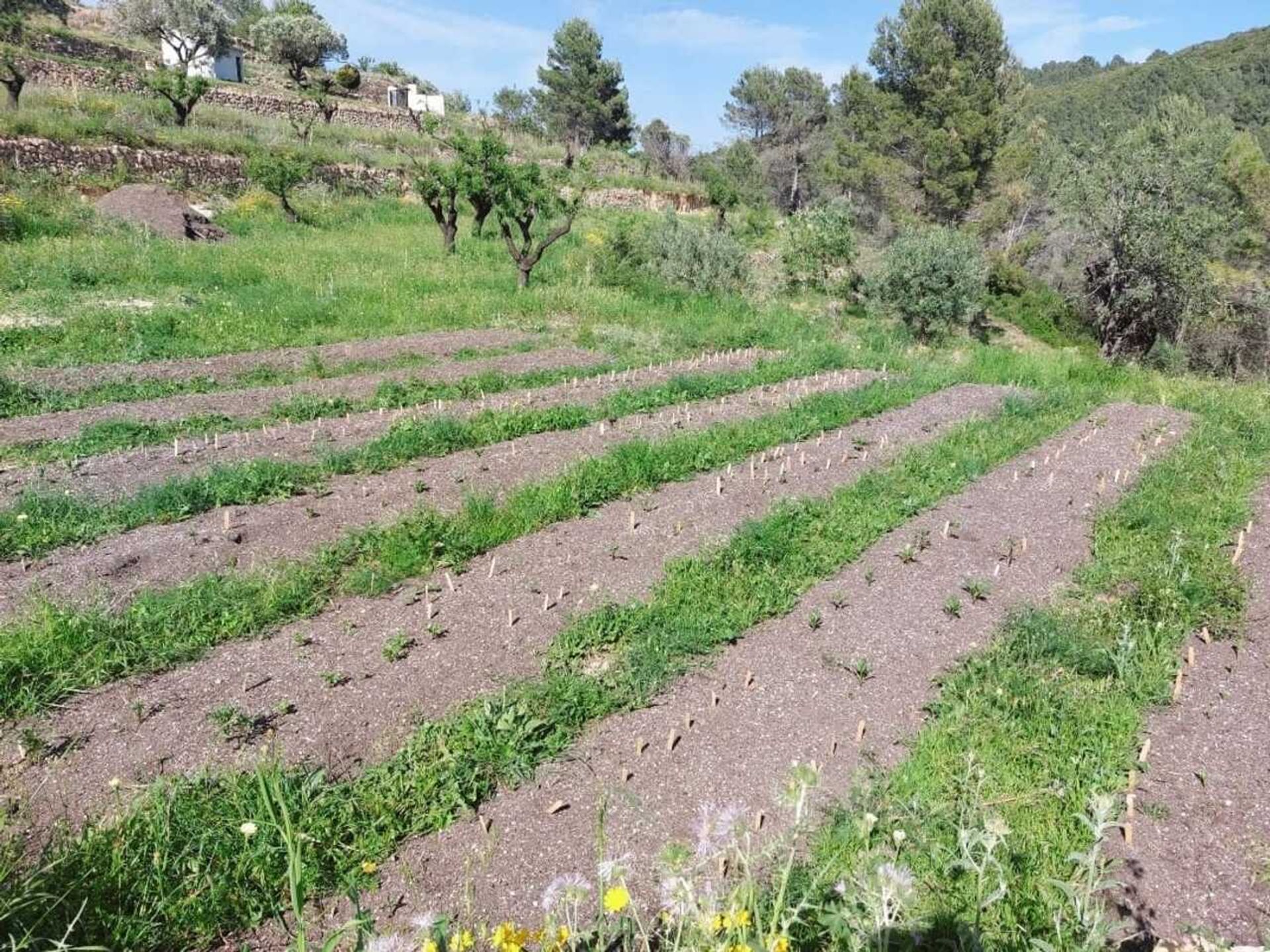 casa en Llíber, Comunidad Valenciana 11508919