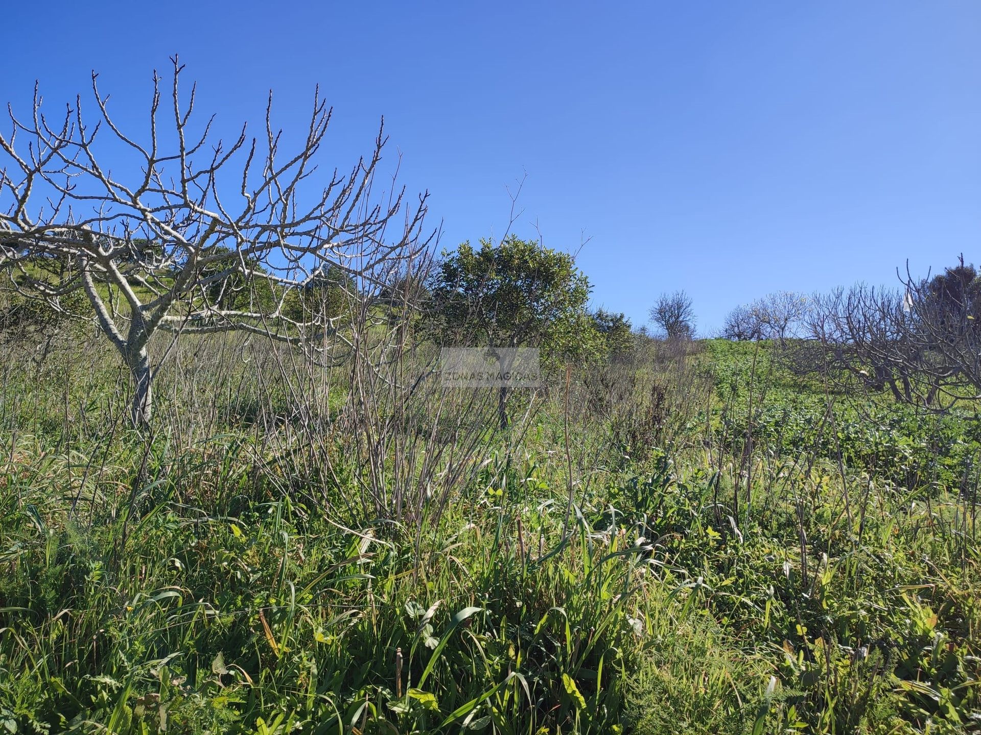 Tanah dalam Vila do Bispo, Faro 11510591