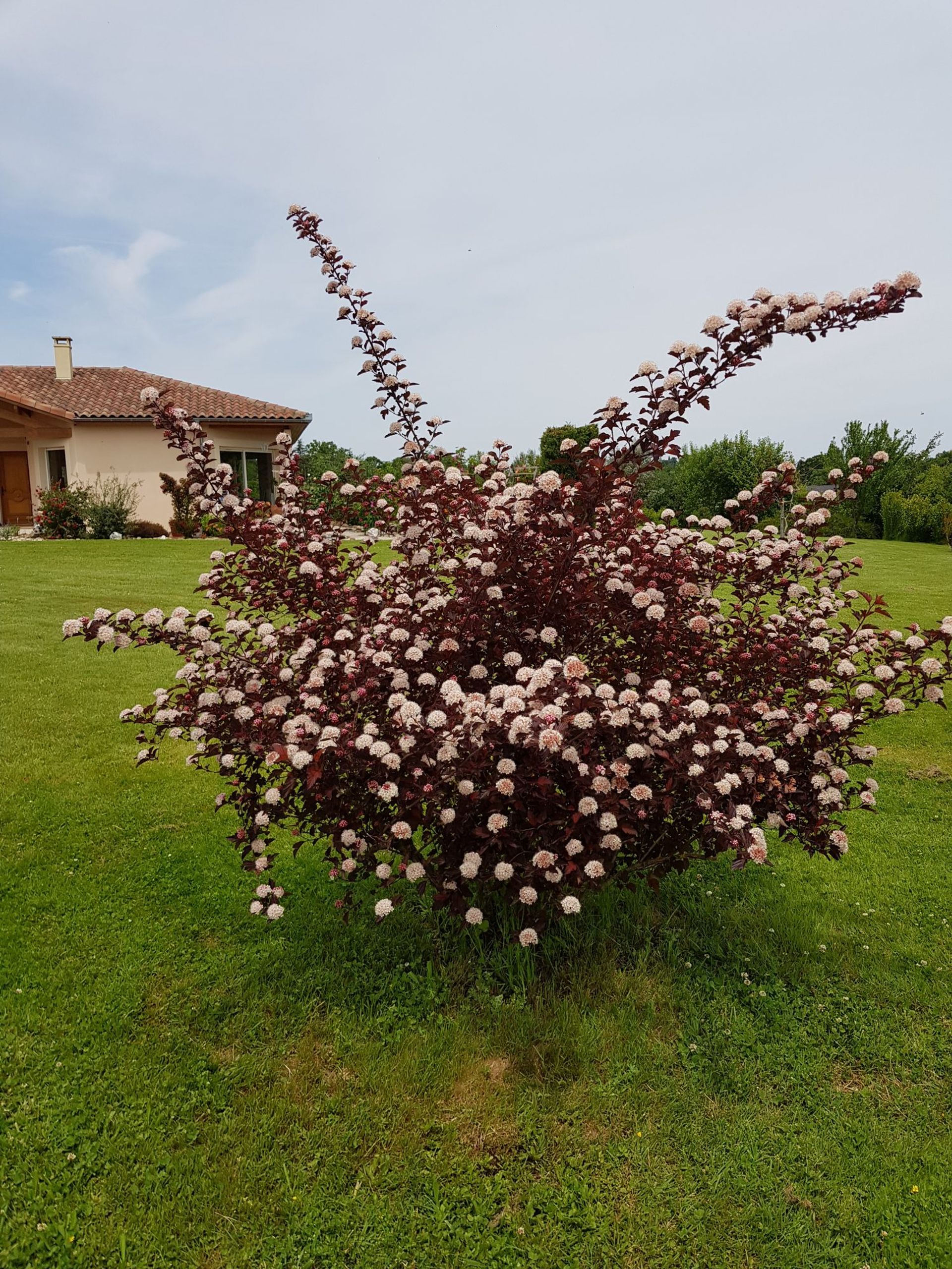 casa en Castelnau-Magnoac, Occitanie 11510795