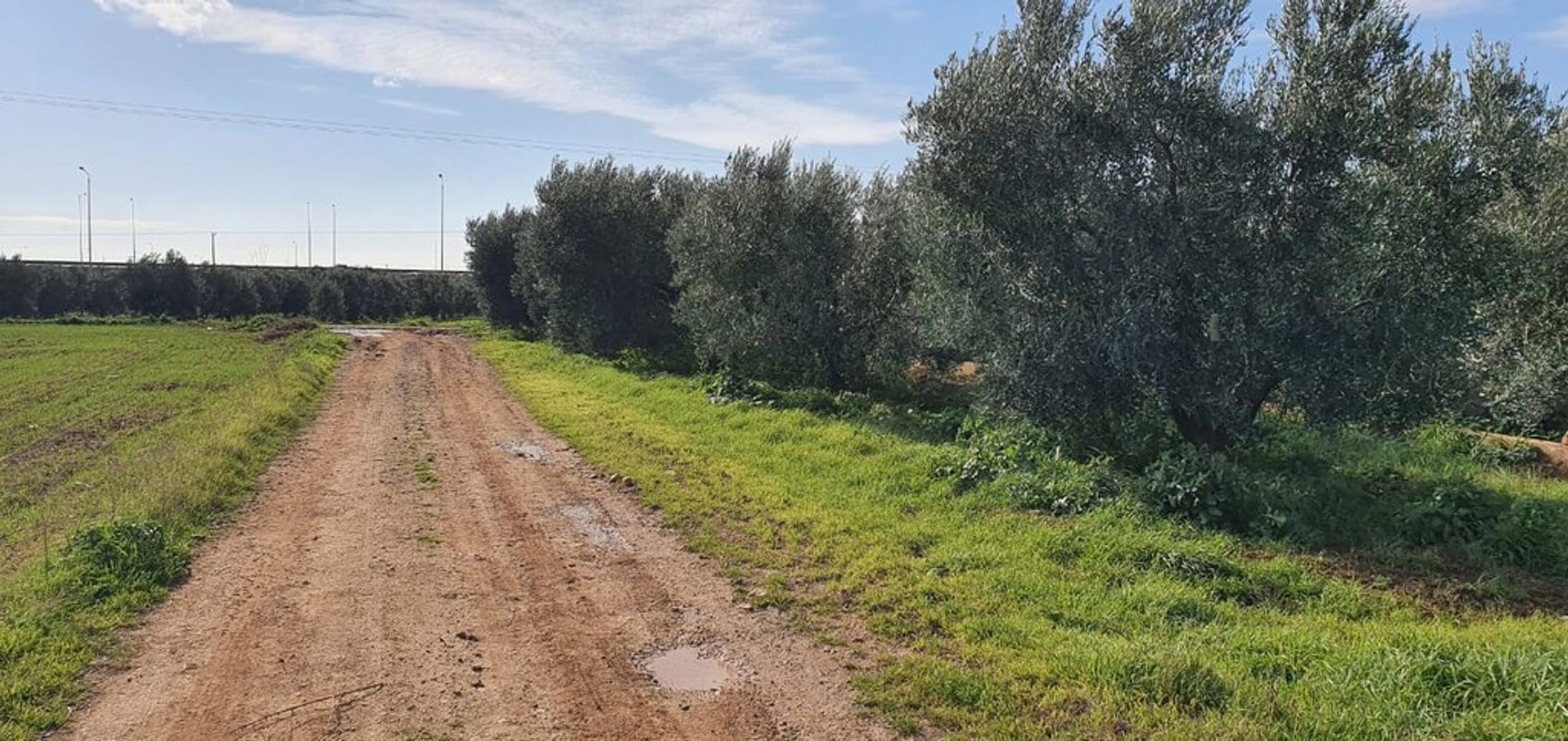 Maa sisään Nea Flogita, Kentriki Makedonia 11511073