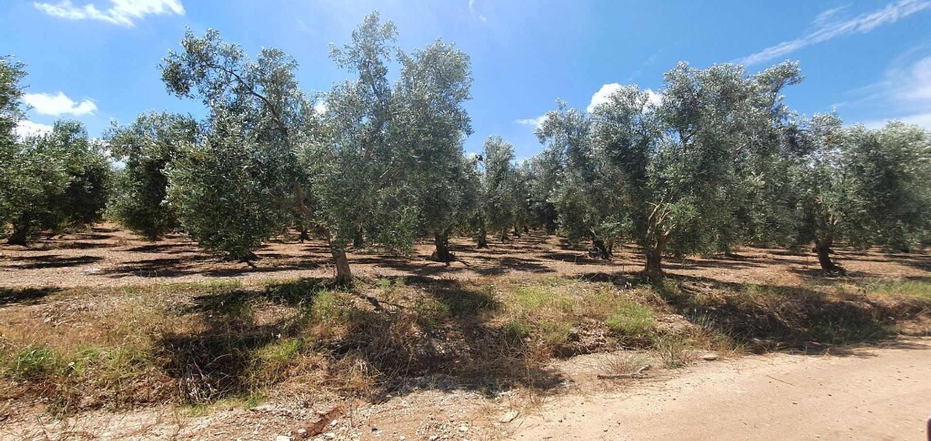 Land in Nea Flogita, Kentriki Makedonia 11511136