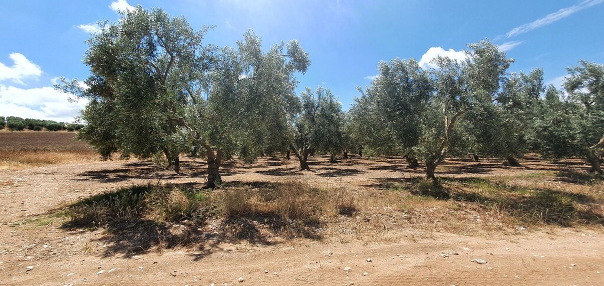 Land in Nea Flogita, Kentriki Makedonia 11511136