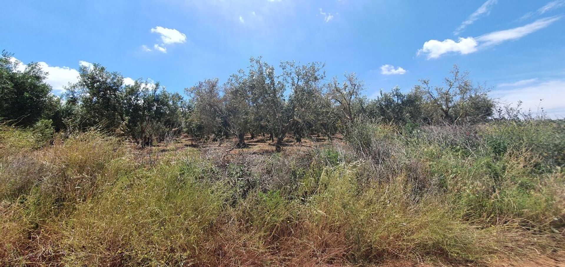 Land in Nea Flogita, Kentriki Makedonia 11511136