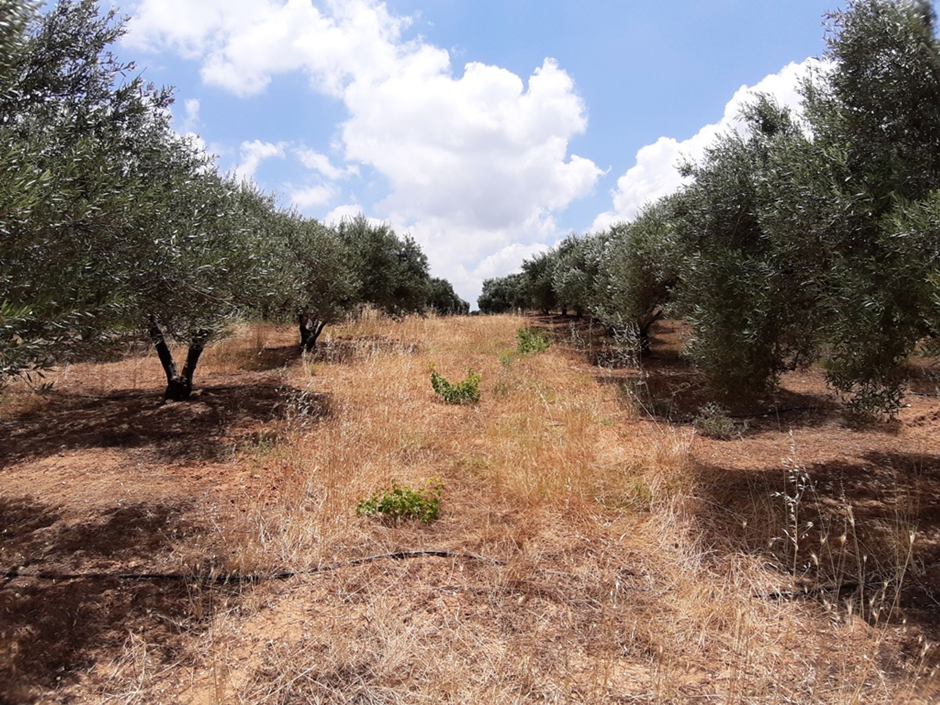 Γη σε Θραψανό, Κρήτης 11511293