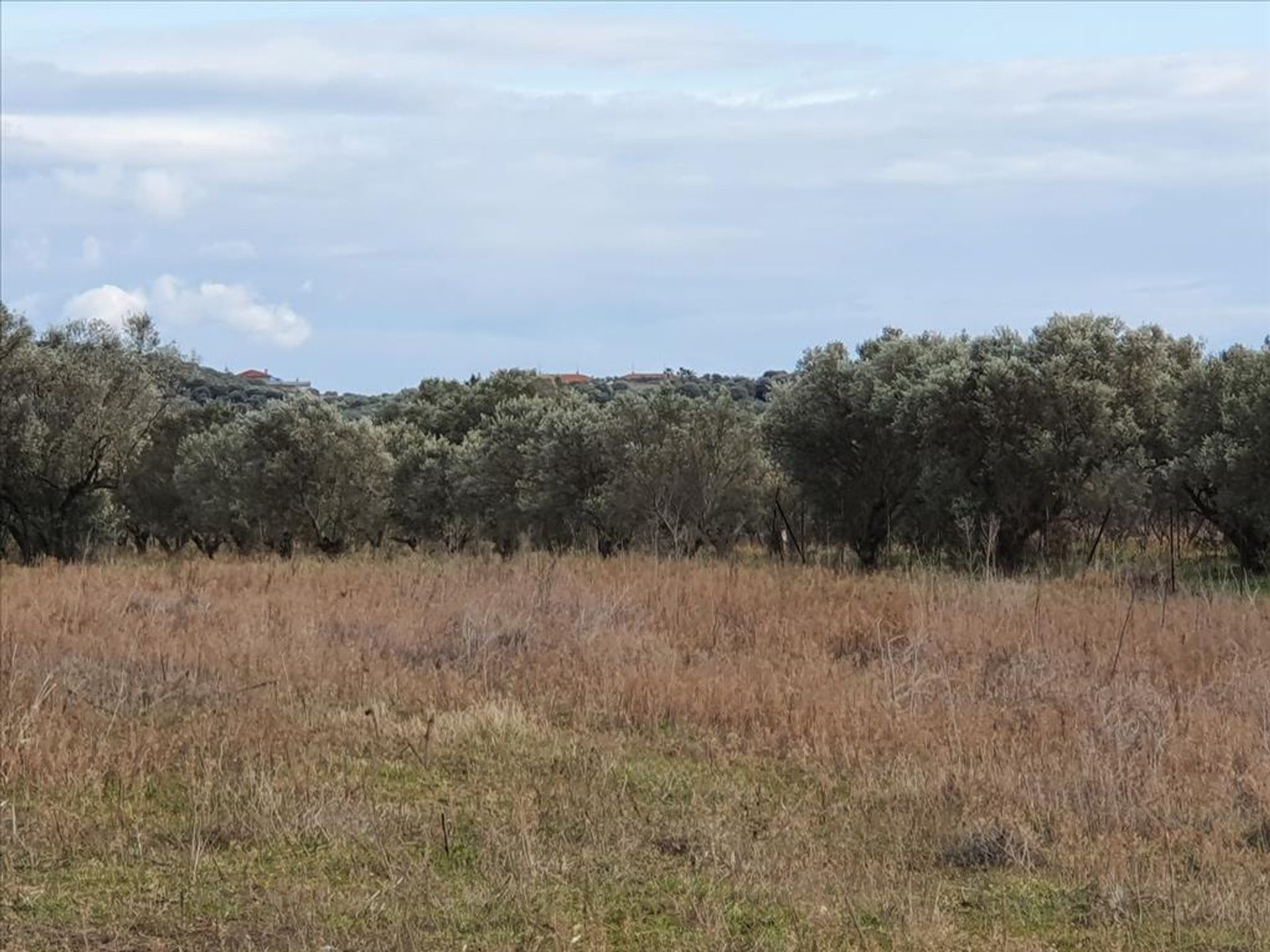 Tierra en Nea Flogita, Kentriki Macedonia 11511387