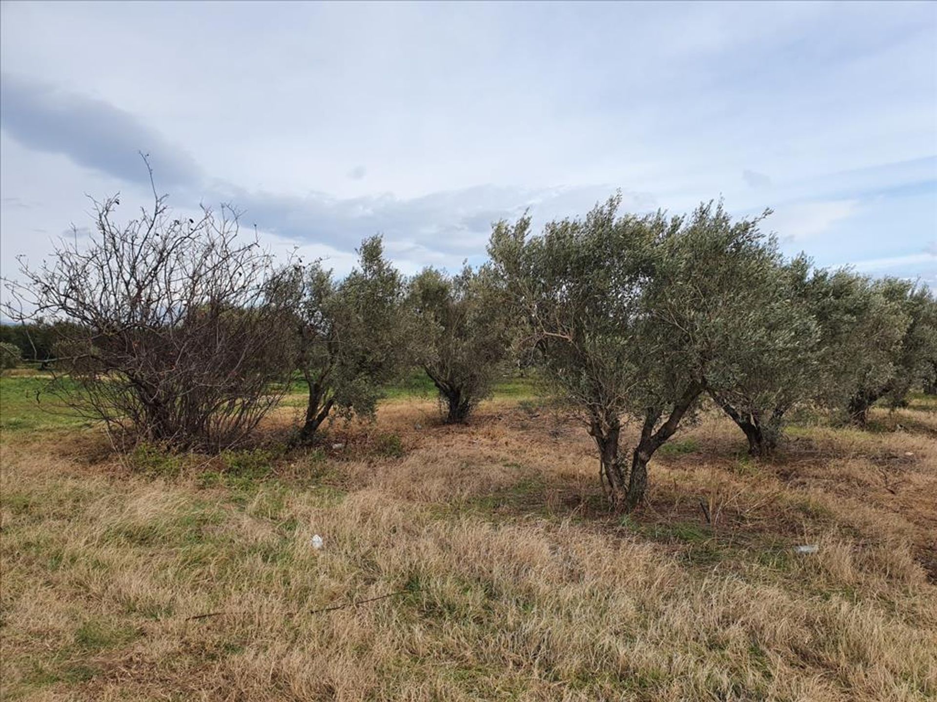 Maa sisään Nea Flogita, Kentriki Makedonia 11511389