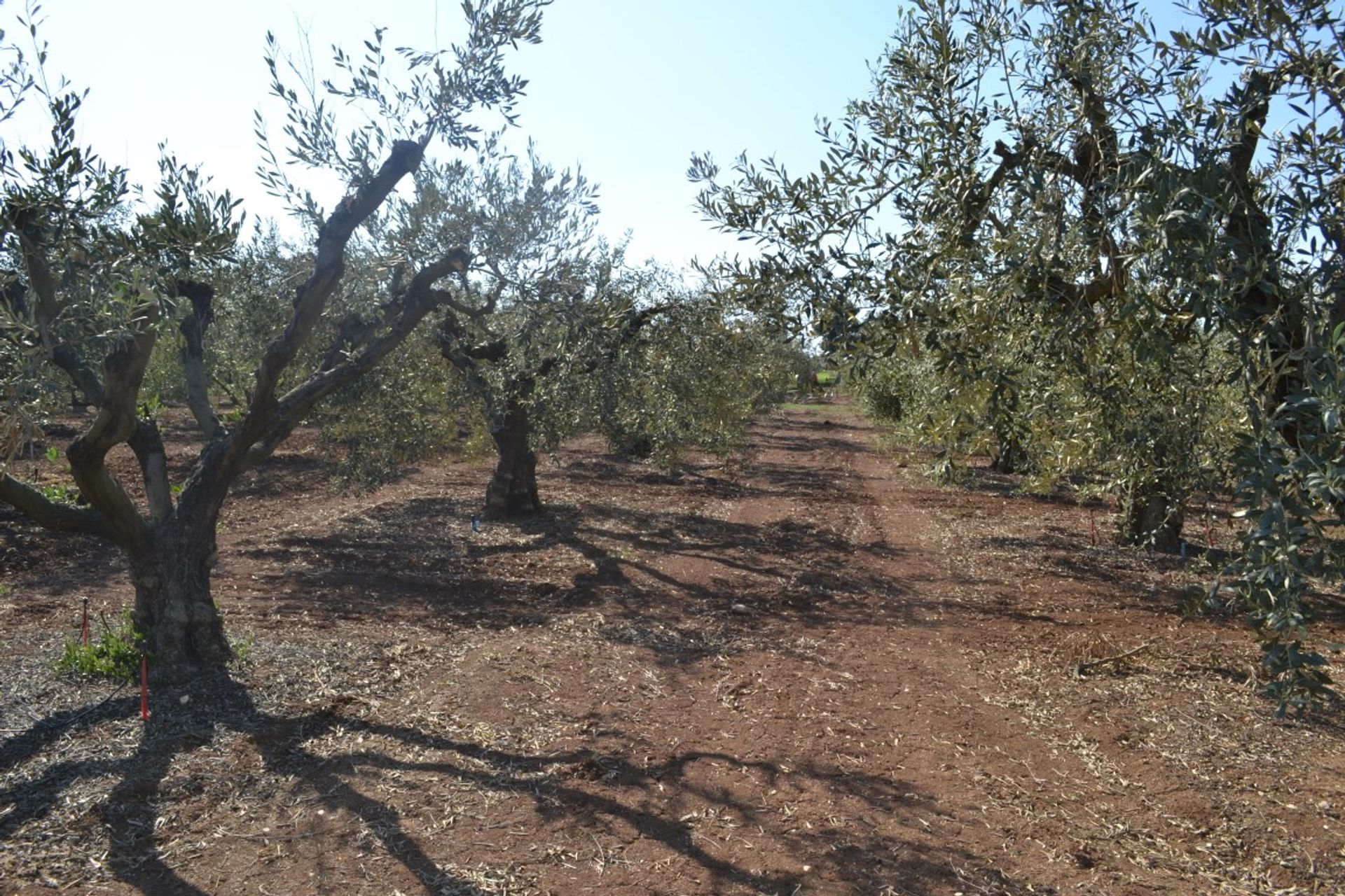 ארץ ב Nea Flogita, קנטריקי מקדוניה 11512084