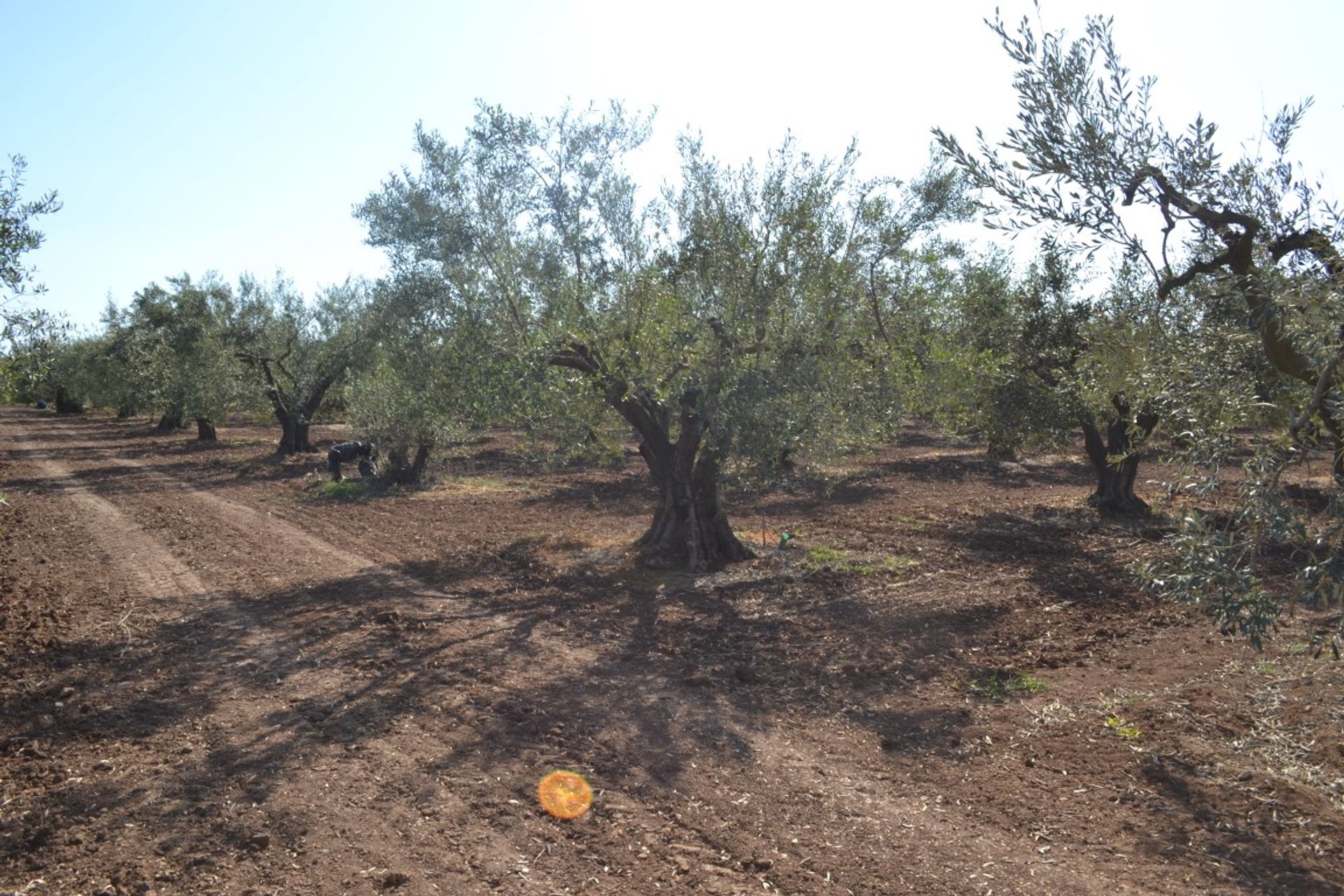 ארץ ב Nea Flogita, קנטריקי מקדוניה 11512084