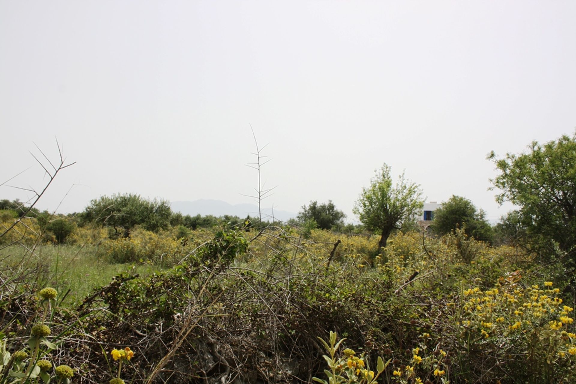 Land in Kefalas, Kriti 11512088