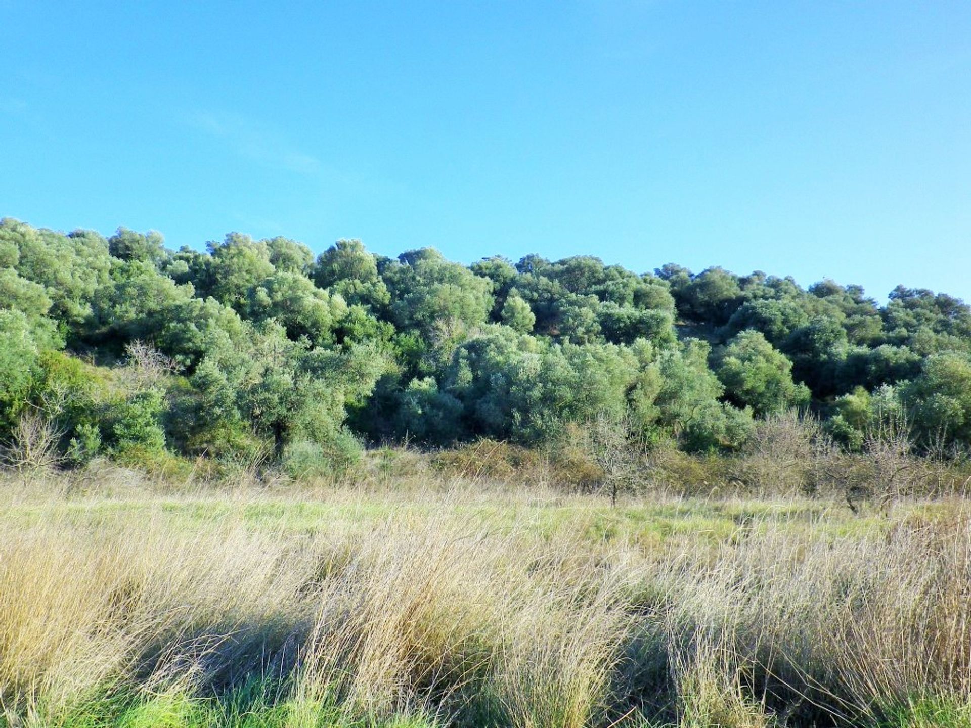 Terre dans Ammouliani, Kentriki Macédoine 11512305