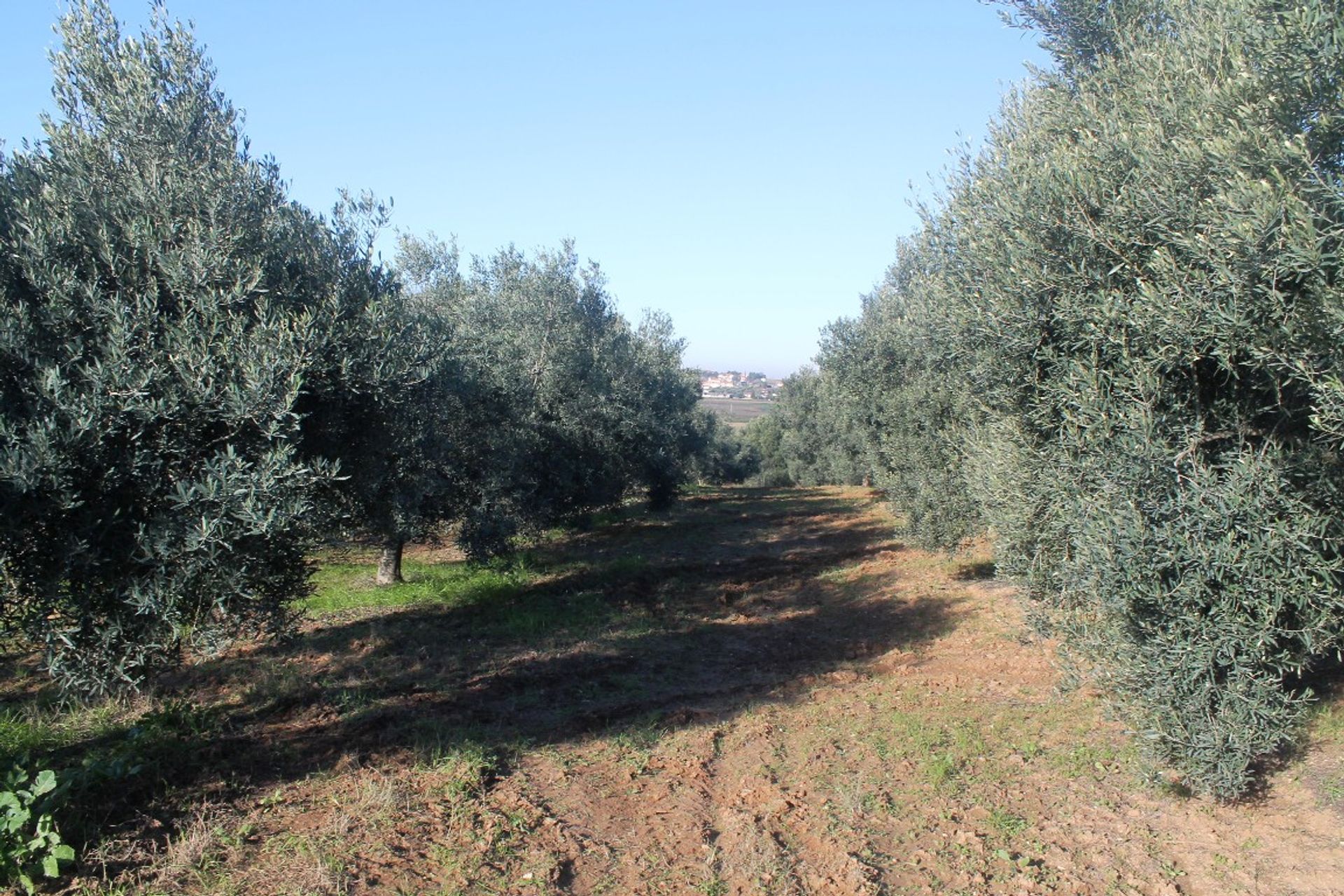 ארץ ב נאה מודניה, קנטריקי מקדוניה 11513072