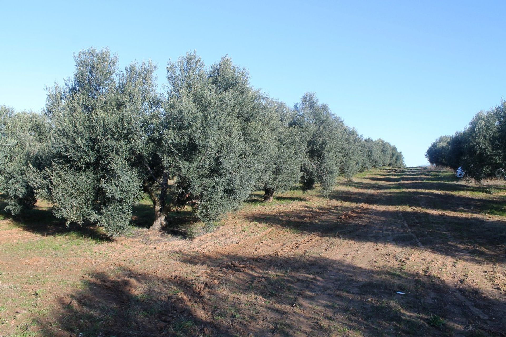 Tanah dalam Nea Moudania, Kentriki Makedonia 11513072