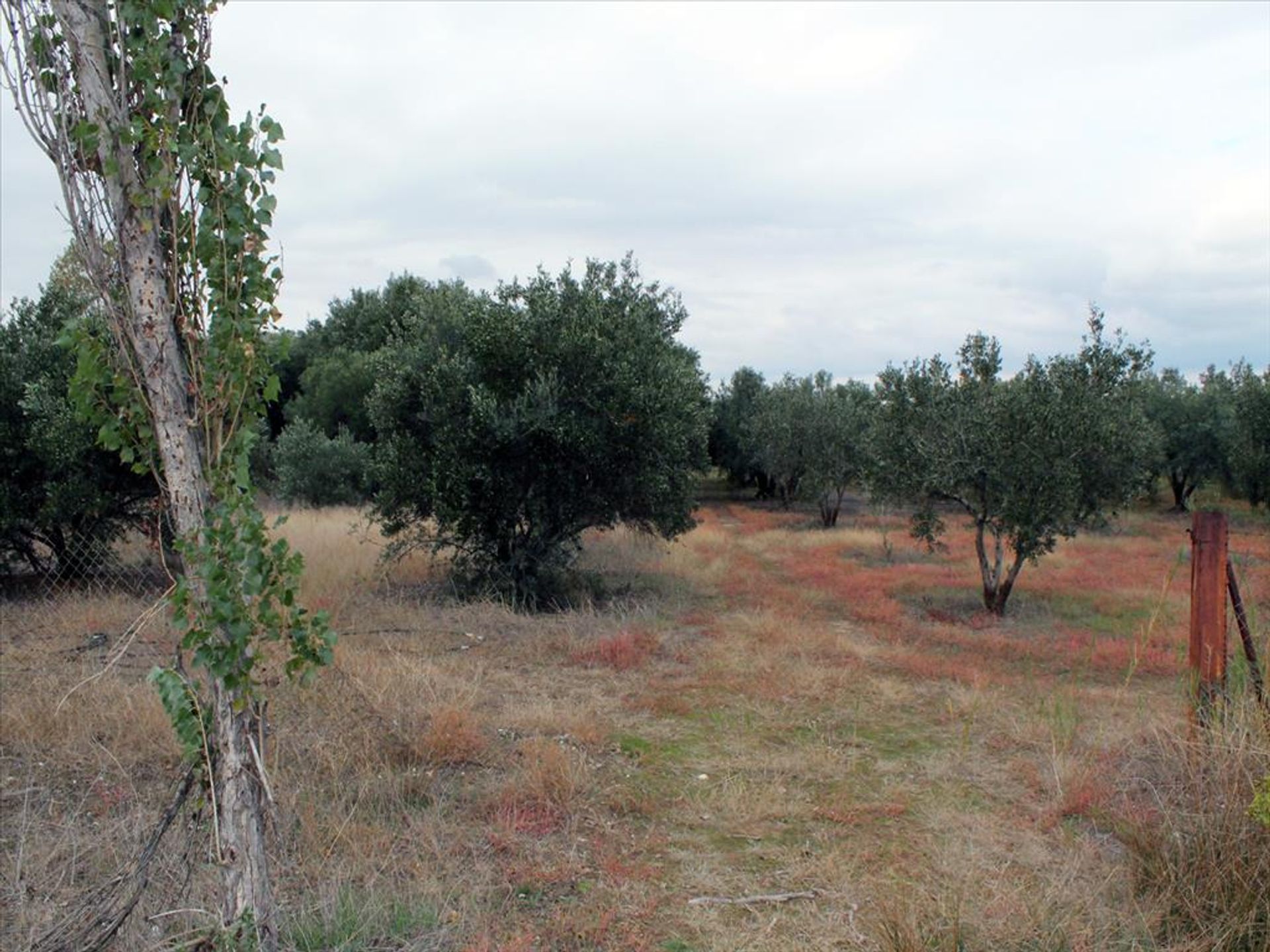 土地 在 Kalyves Polygyrou, Kentriki Makedonia 11513127