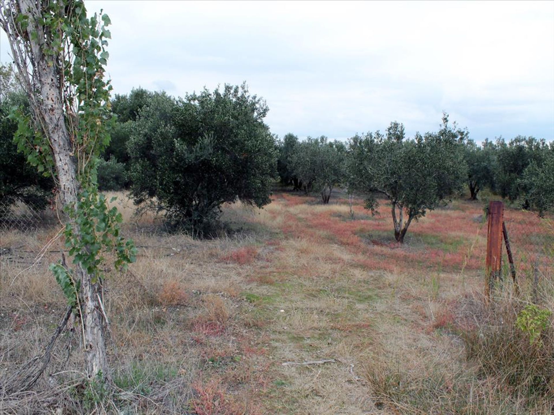 Tierra en Kalyves Polygyrou, Kentriki Makedonia 11513127