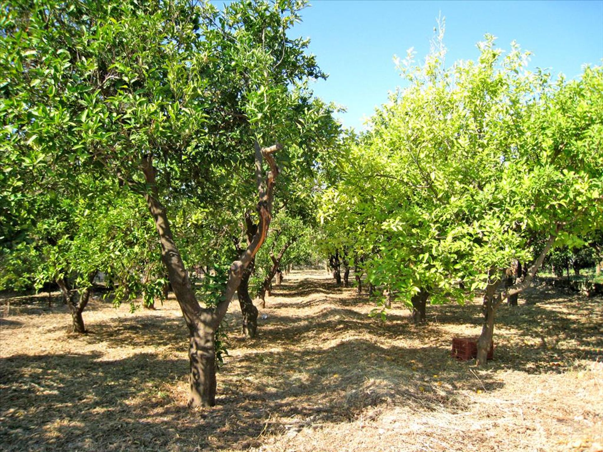 Land in Nerantza, Peloponnisos 11513146