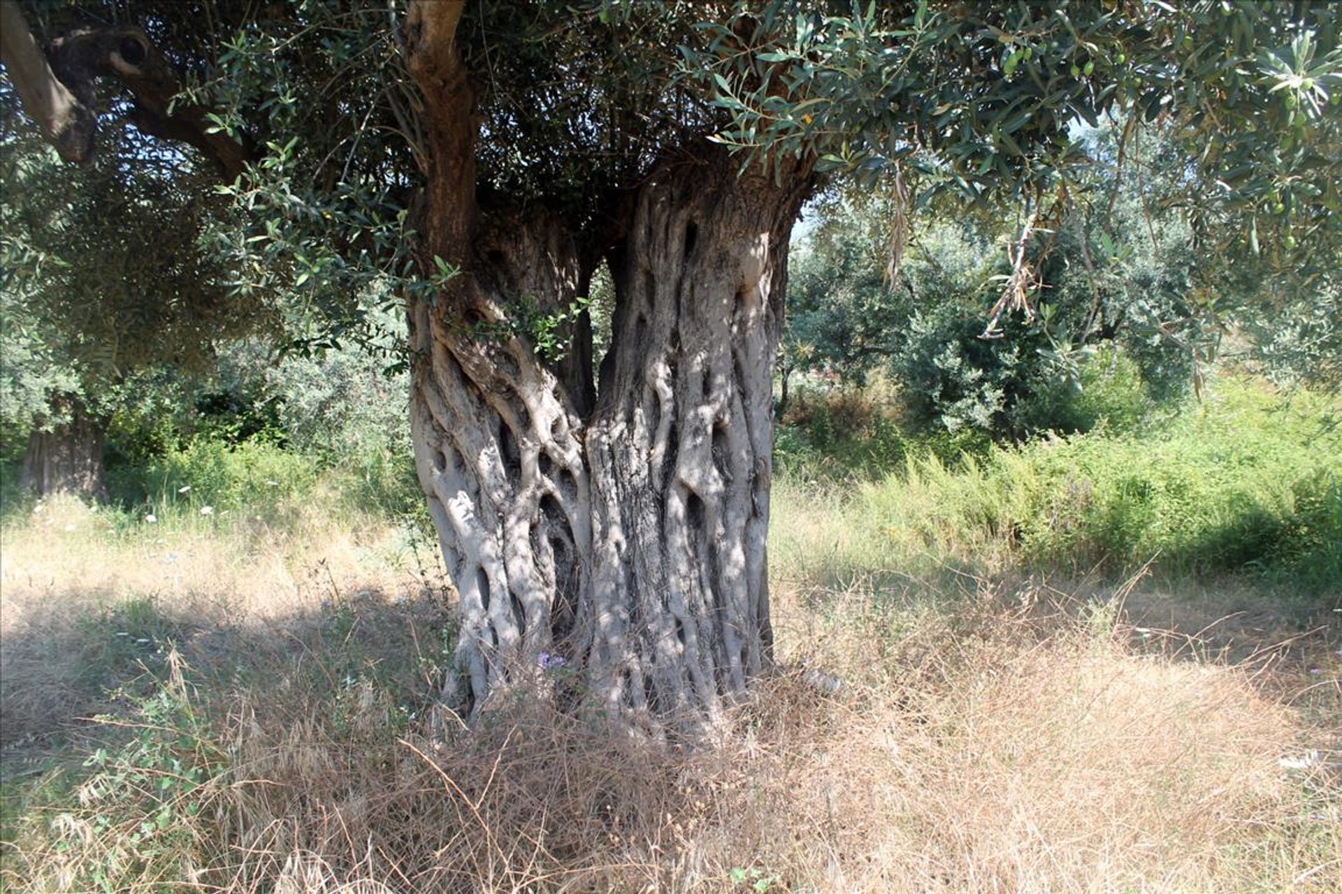 Tierra en Pyrgadikia, Kentriki Makedonia 11513219