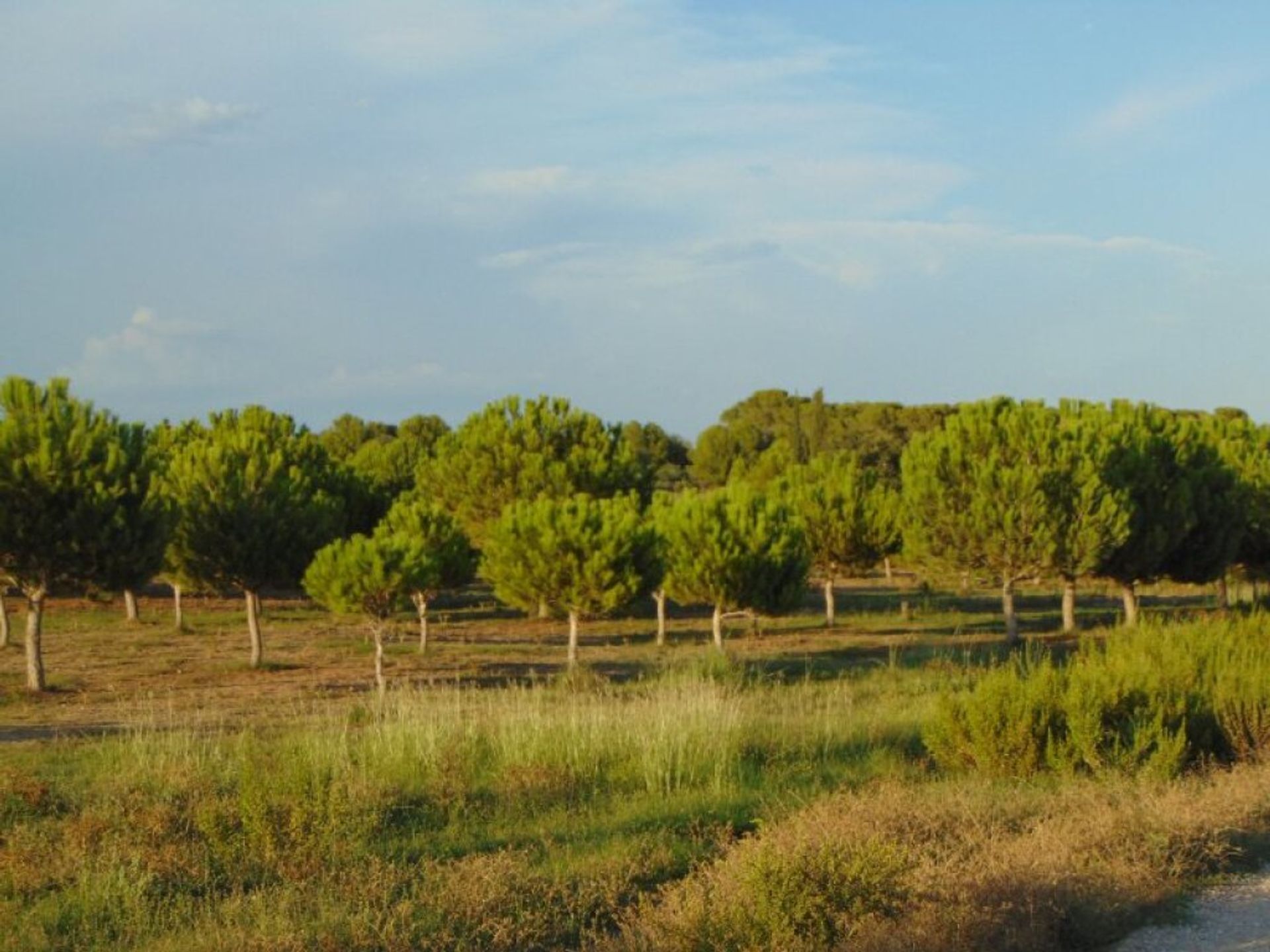 Jord i San Jaime dels Domenys, Catalonien 11513941