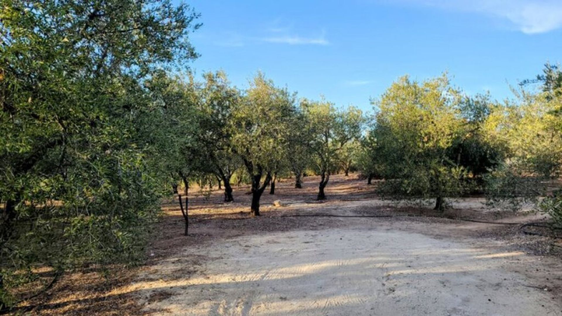 loger dans Villanueva del Río y Minas, Andalucía 11514287