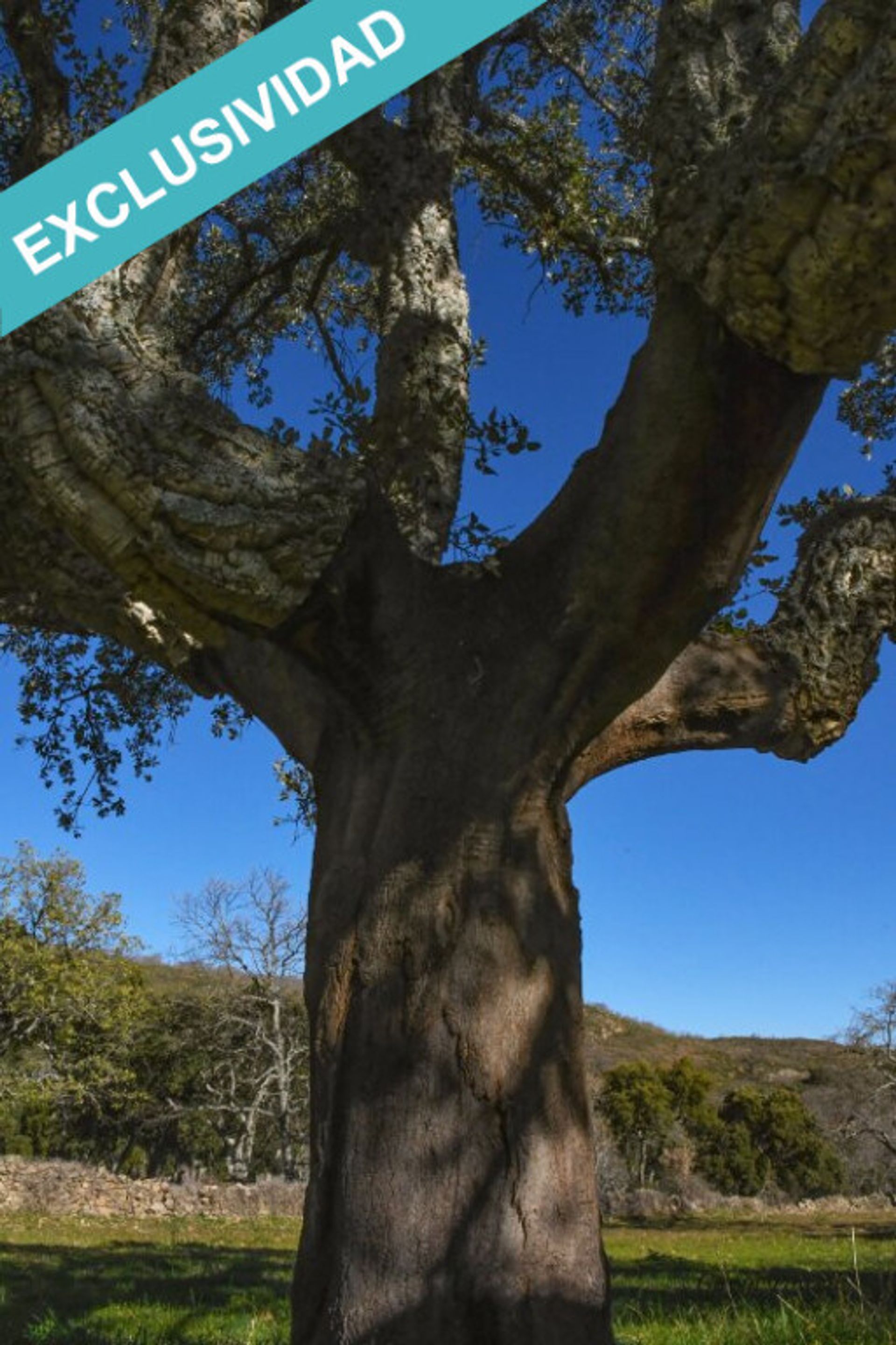 Terre dans Perales del Puerto, Extremadura 11514888