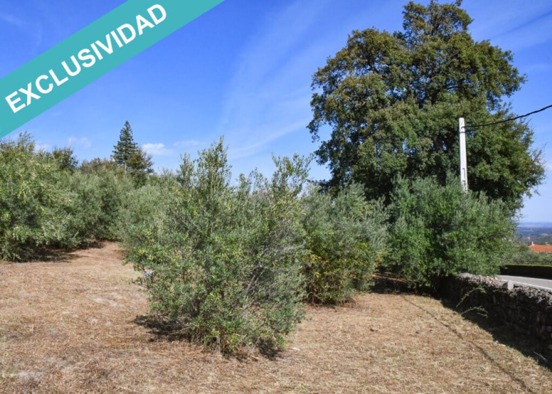 Jord i Hoyos, Extremadura 11514896