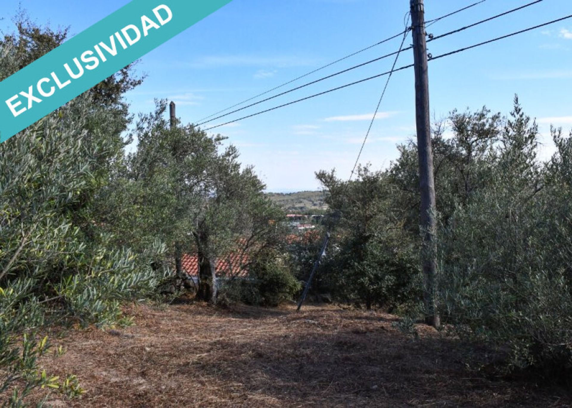 Jord i Hoyos, Extremadura 11514896