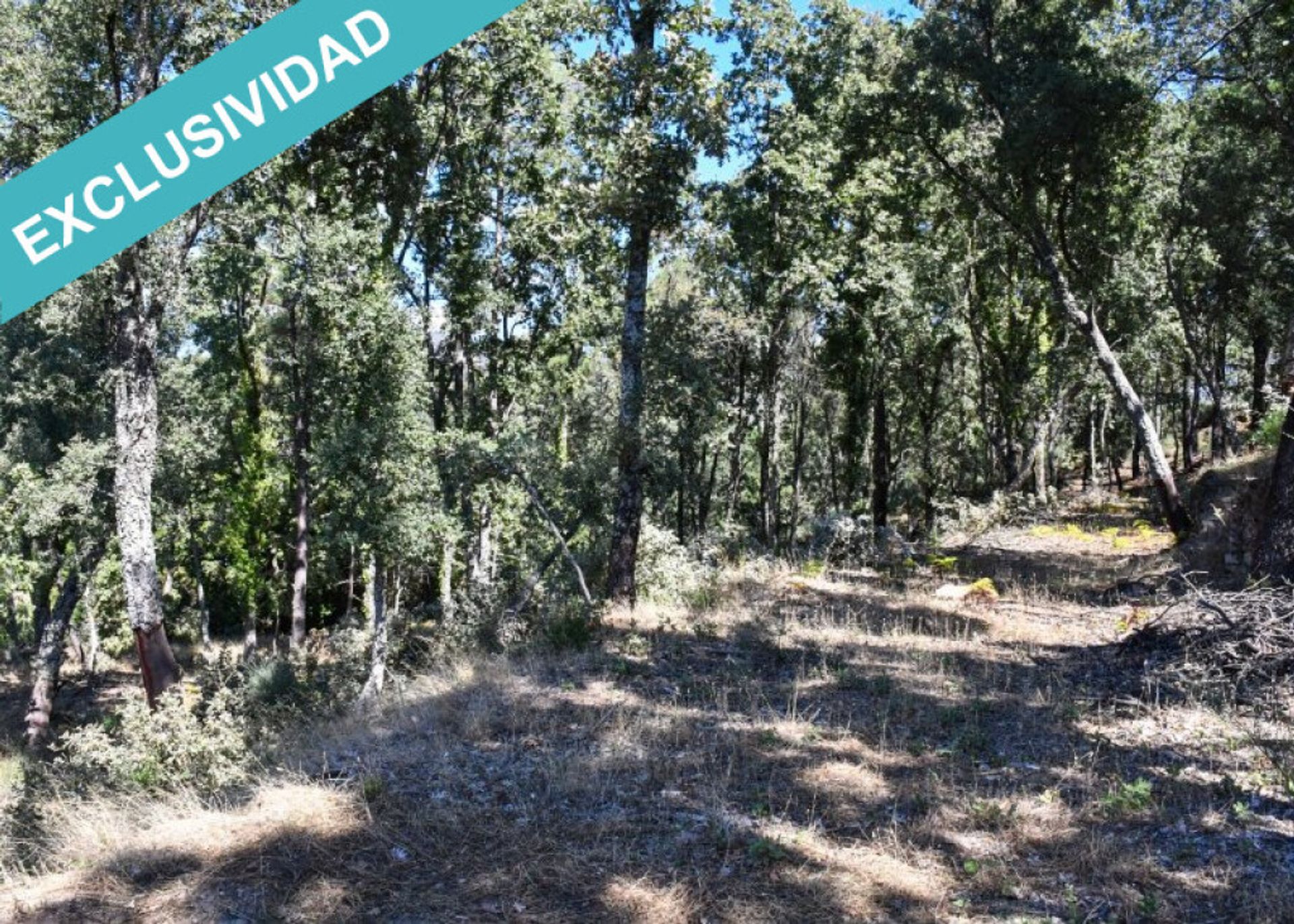 Land i Acebo, Extremadura 11514903