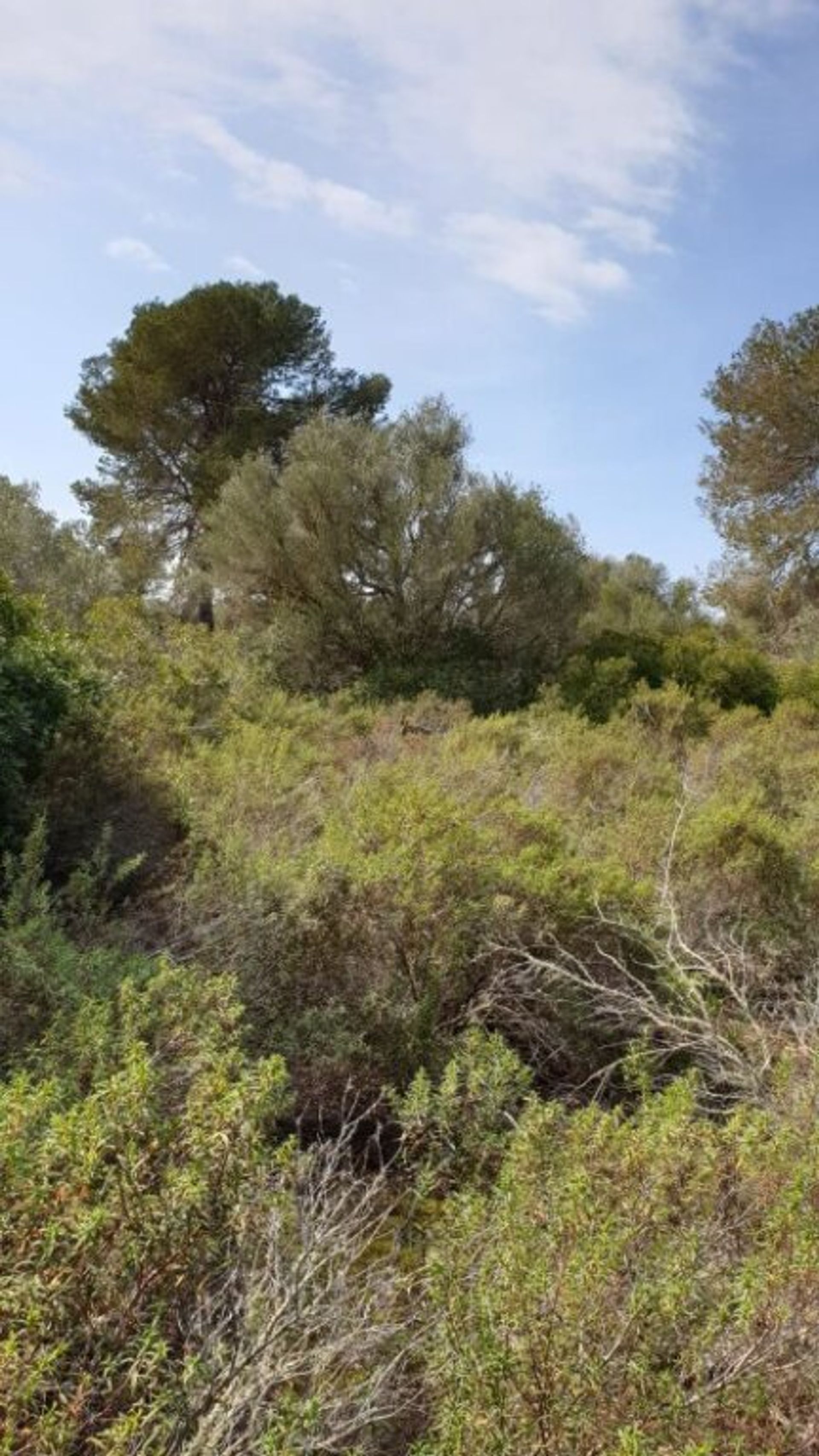 Land in Lluchmayor, Balearic Islands 11515215