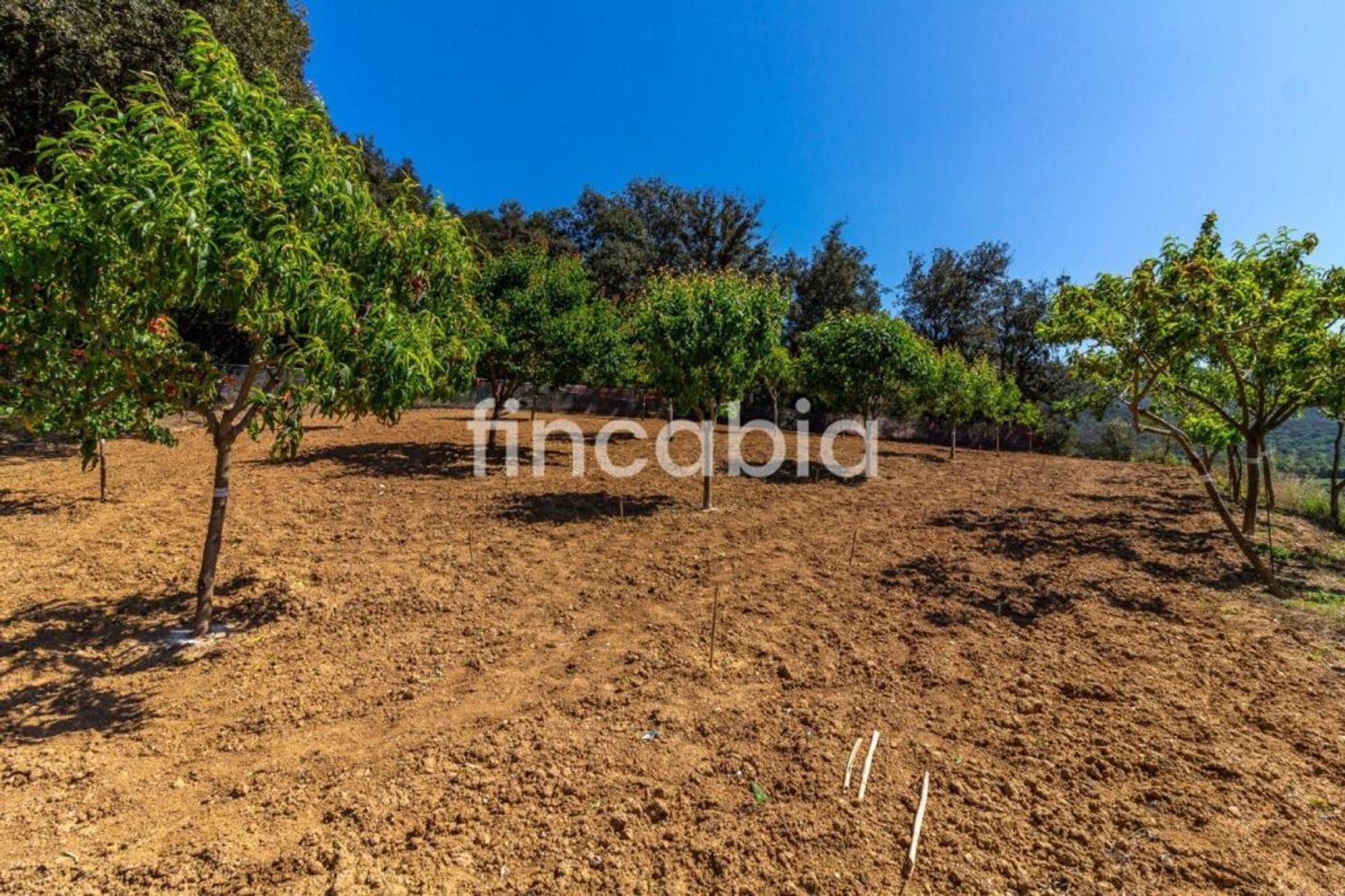 Casa nel Sant Gregori, Catalonia 11516248