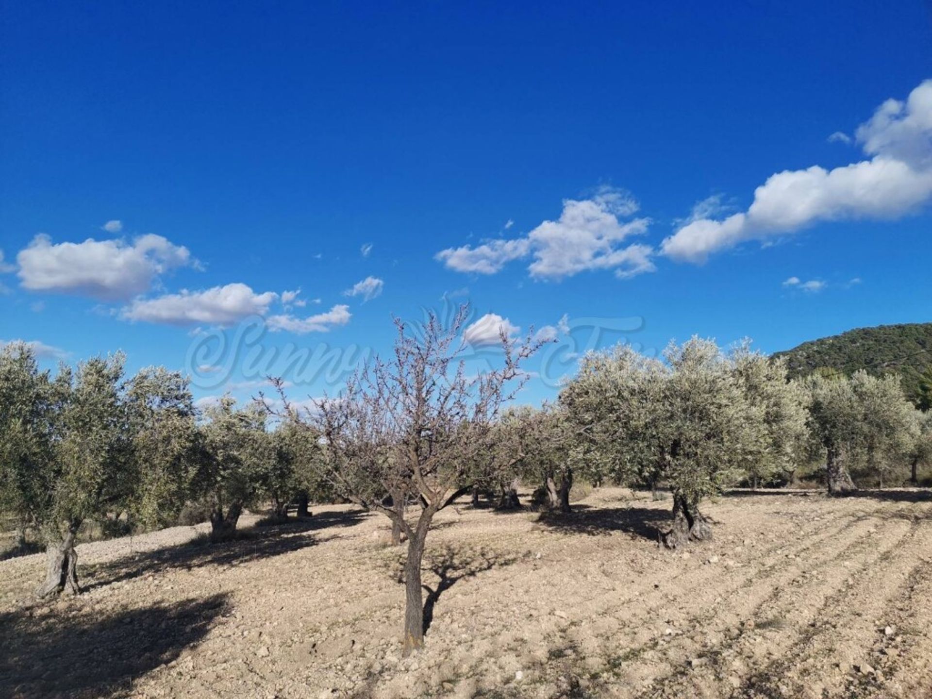 房子 在 Yecla, Región de Murcia 11516876