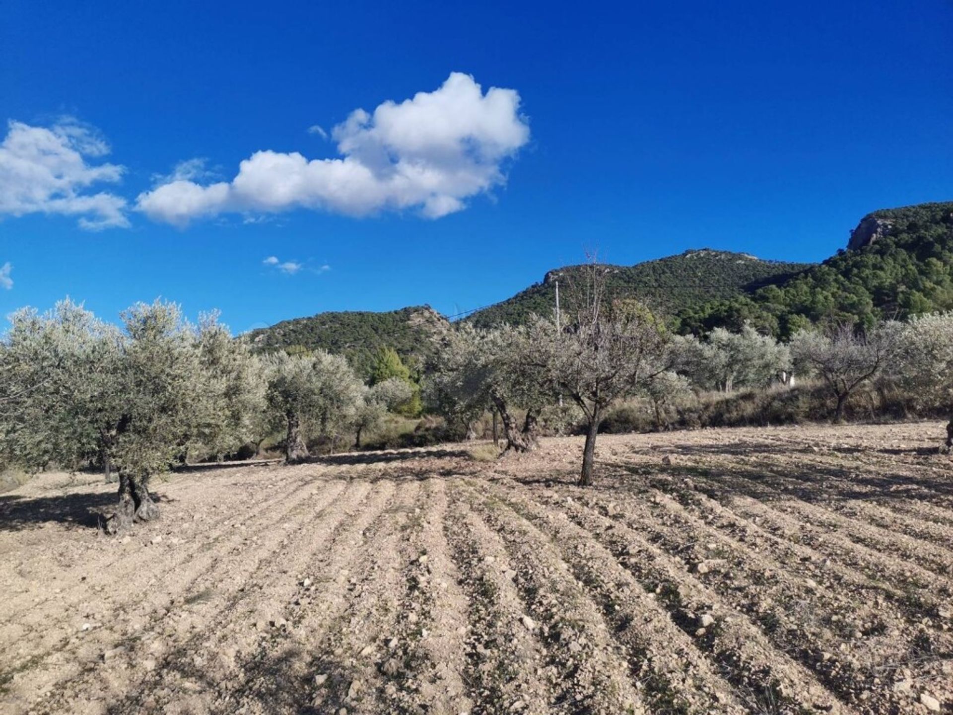 房子 在 Yecla, Región de Murcia 11516876