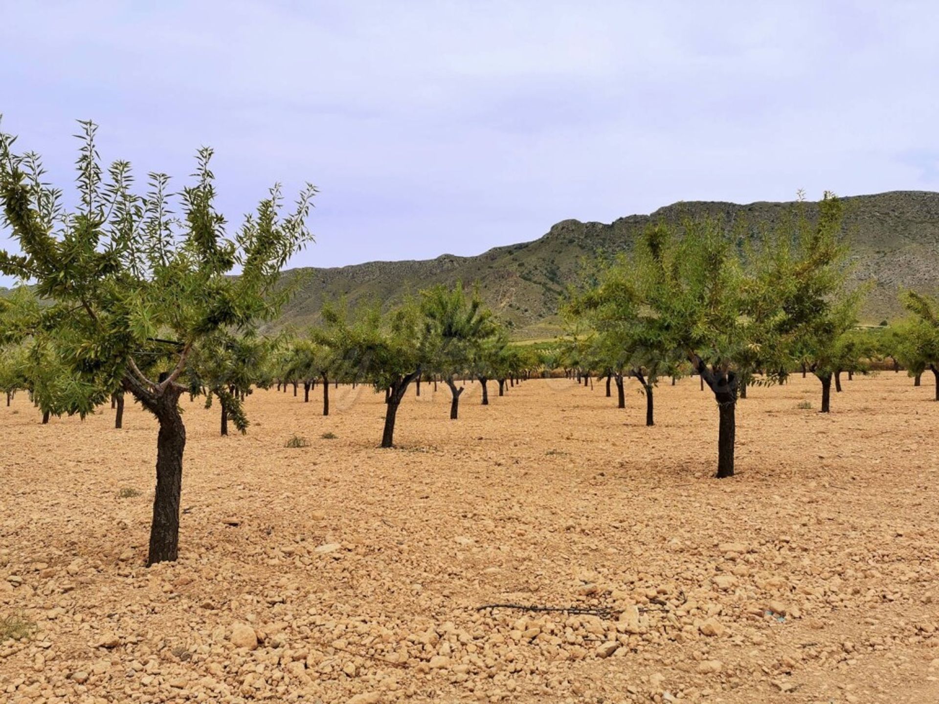 房子 在 Yecla, Región de Murcia 11516877