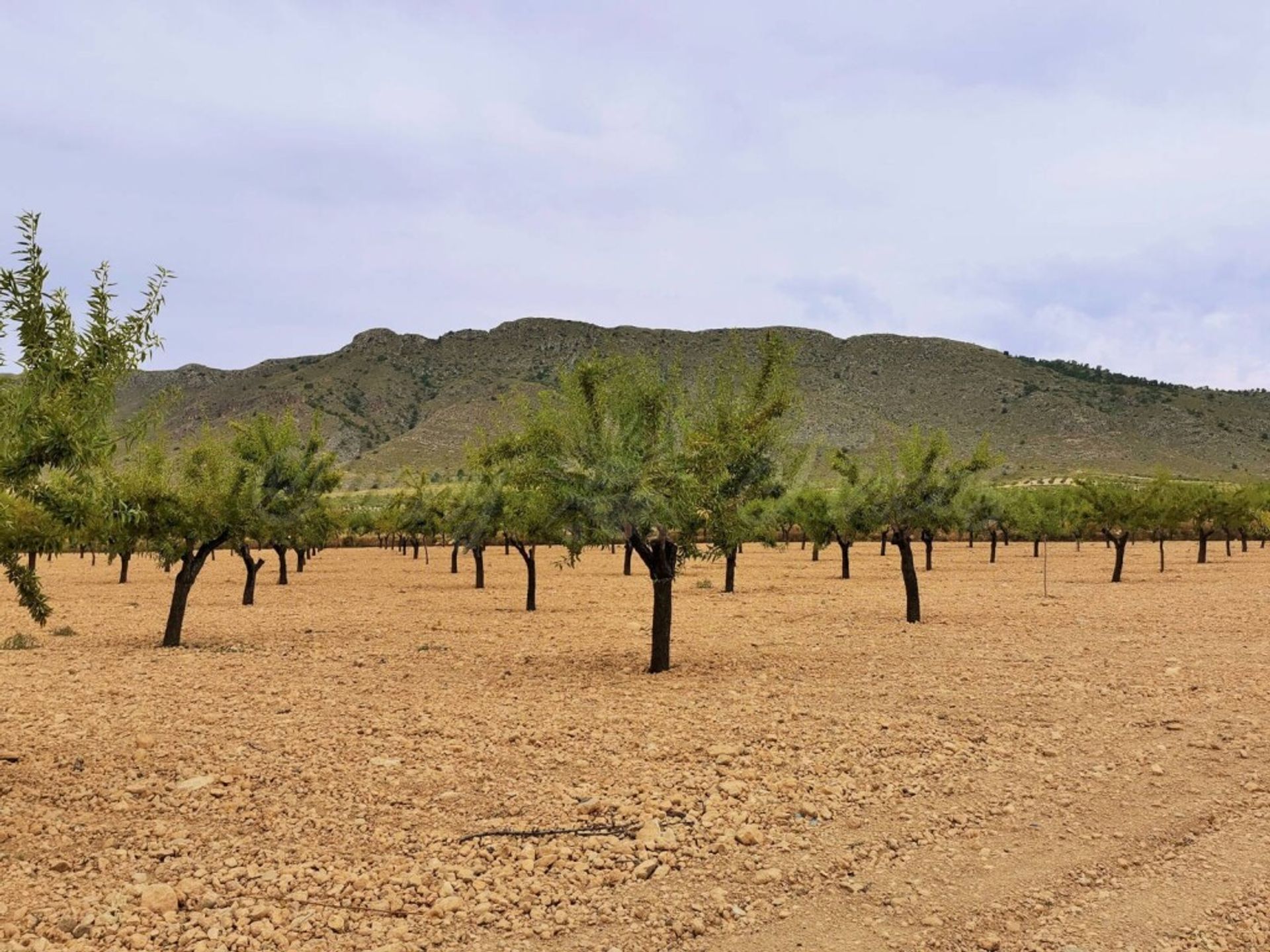 房子 在 Yecla, Región de Murcia 11516877