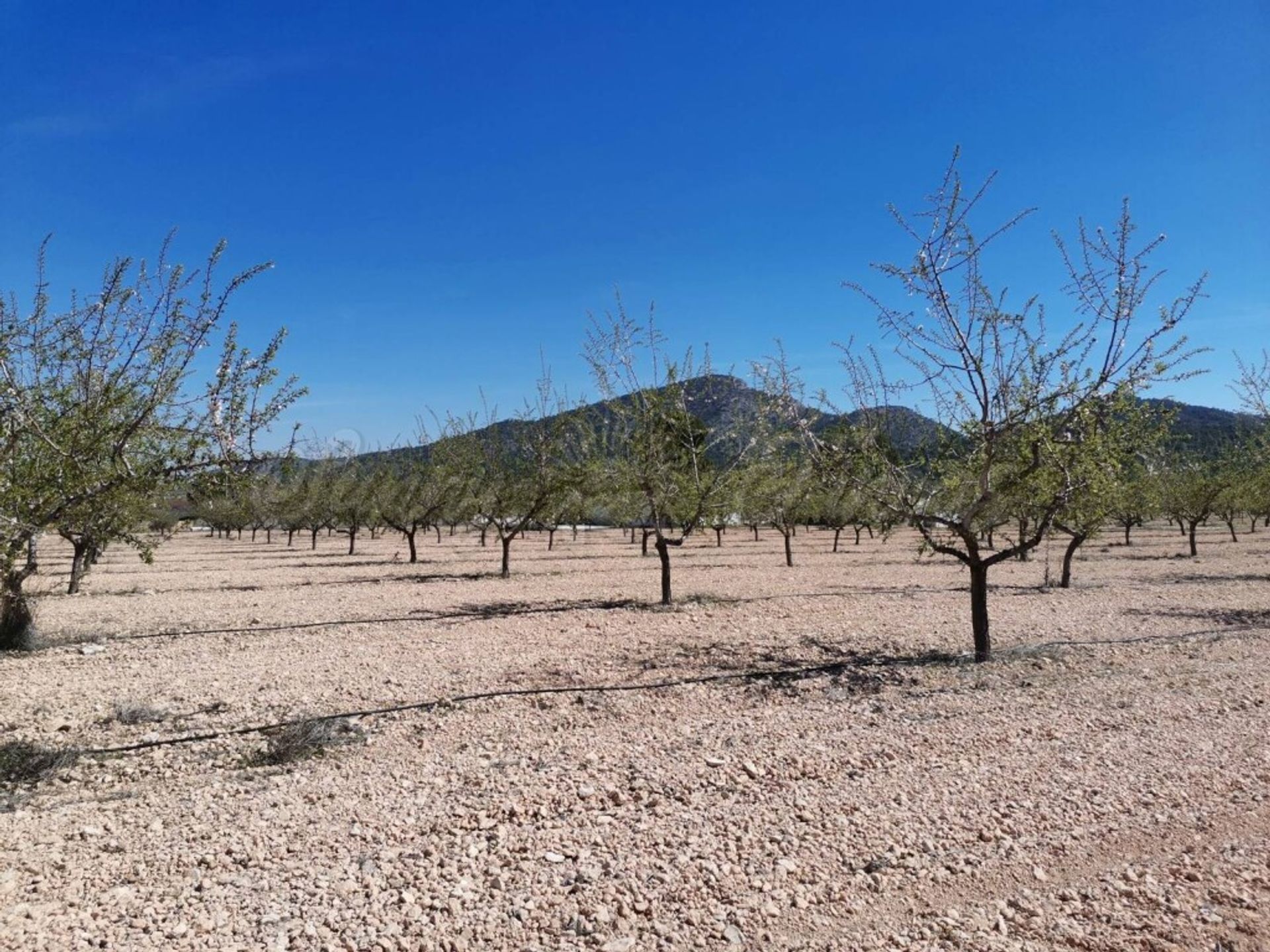 жилой дом в Yecla, Región de Murcia 11516878